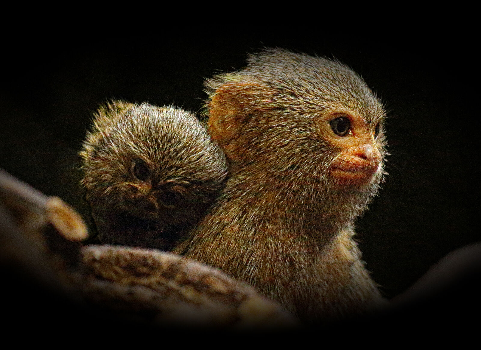 Canon EOS 70D sample photo. Close, up, of, monkey photography