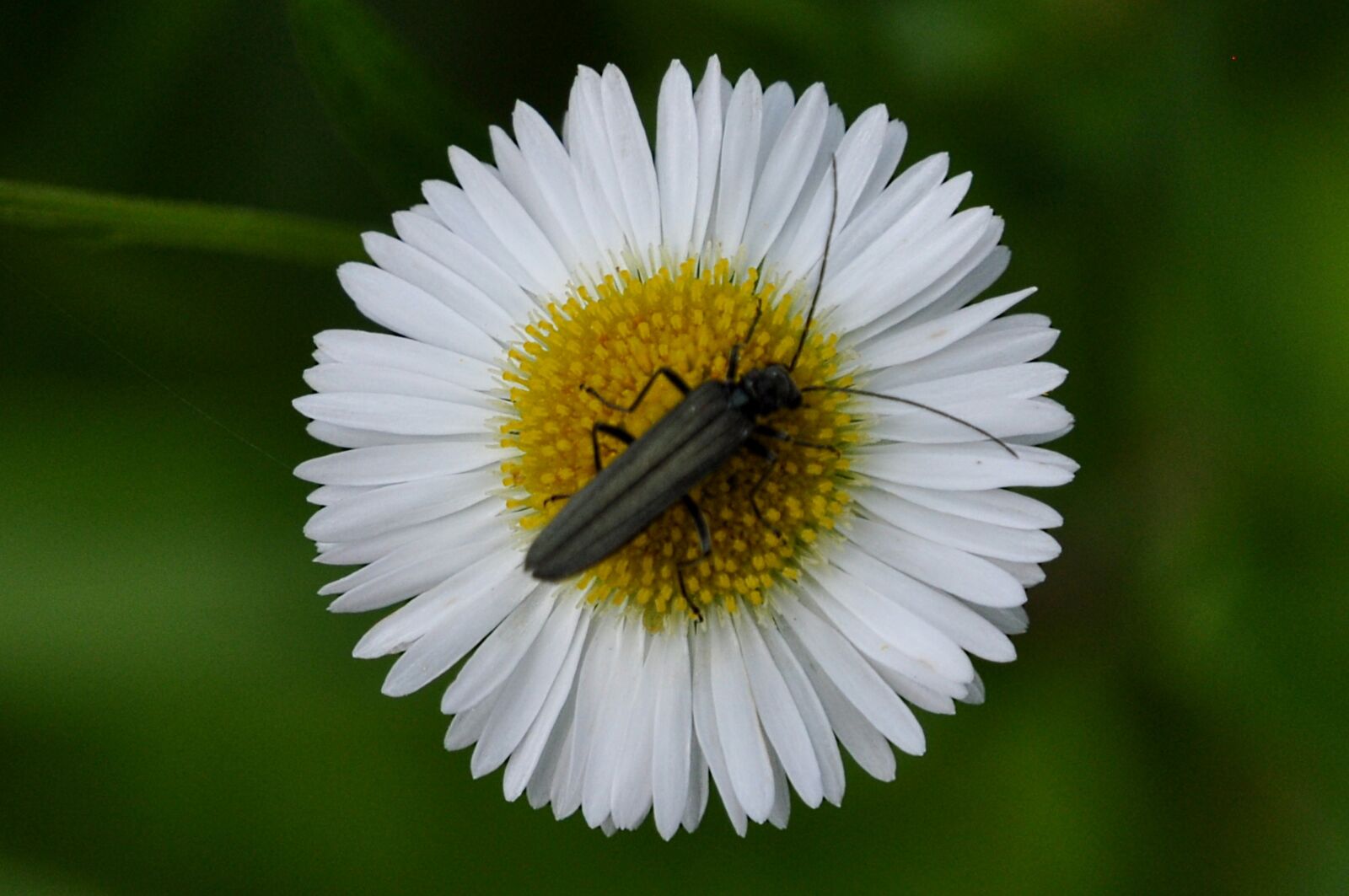 Nikon D5000 sample photo. Flower, insect, macro photography
