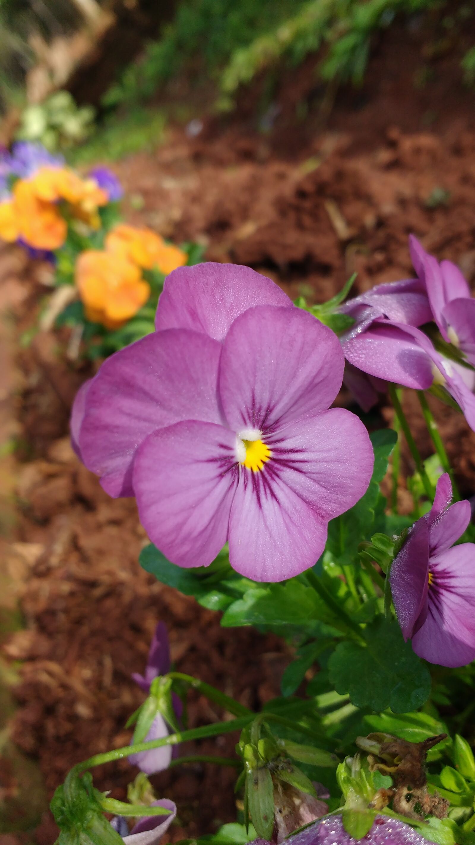 Motorola MotoG3 sample photo. Flowers, earth, basics photography