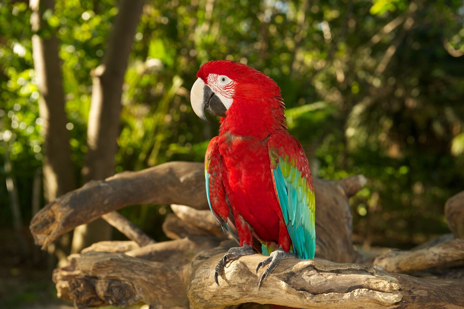 Nikon D700 sample photo. Parrot, bird, red photography