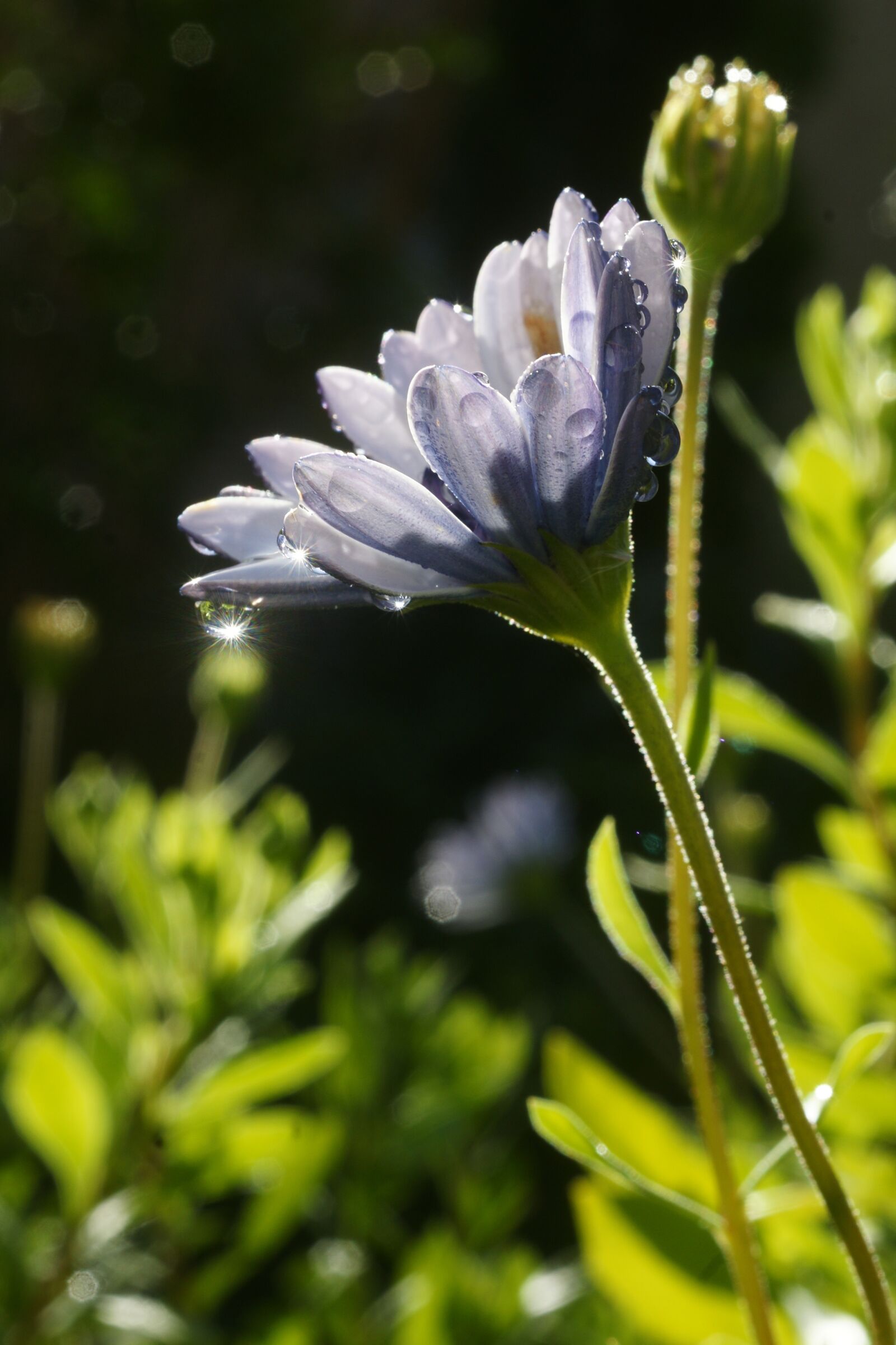 Sony Alpha DSLR-A700 sample photo. Nature, flower, flora photography