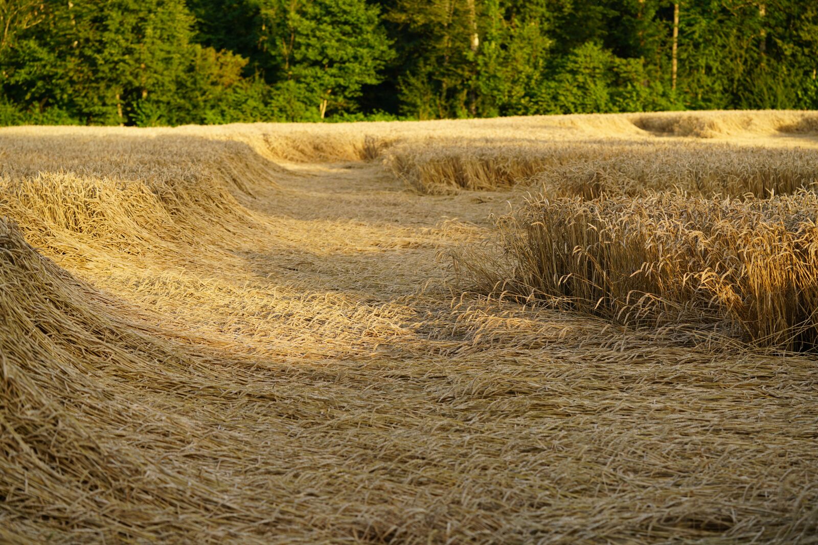 Sony a7R II + Sony FE 90mm F2.8 Macro G OSS sample photo. Storm damage, wheat field photography