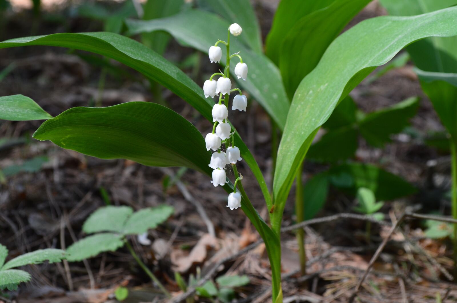 Nikon D5100 sample photo. Lily of the valley photography