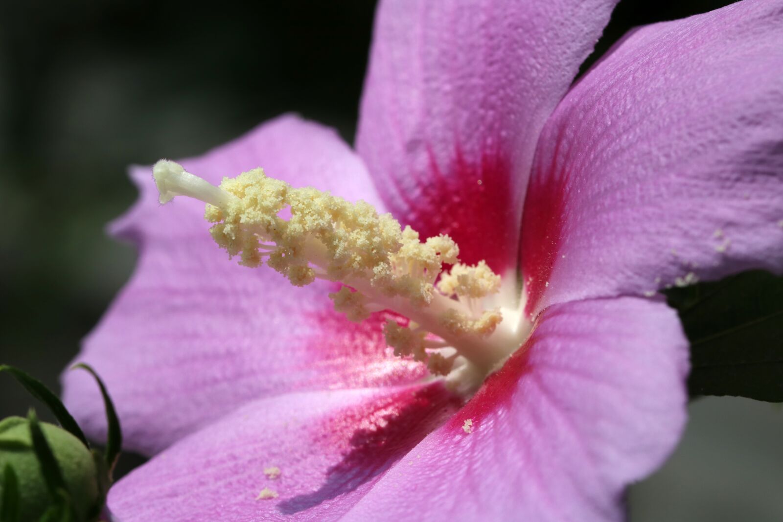 Canon EOS 750D (EOS Rebel T6i / EOS Kiss X8i) sample photo. Rose of sharon, flowers photography