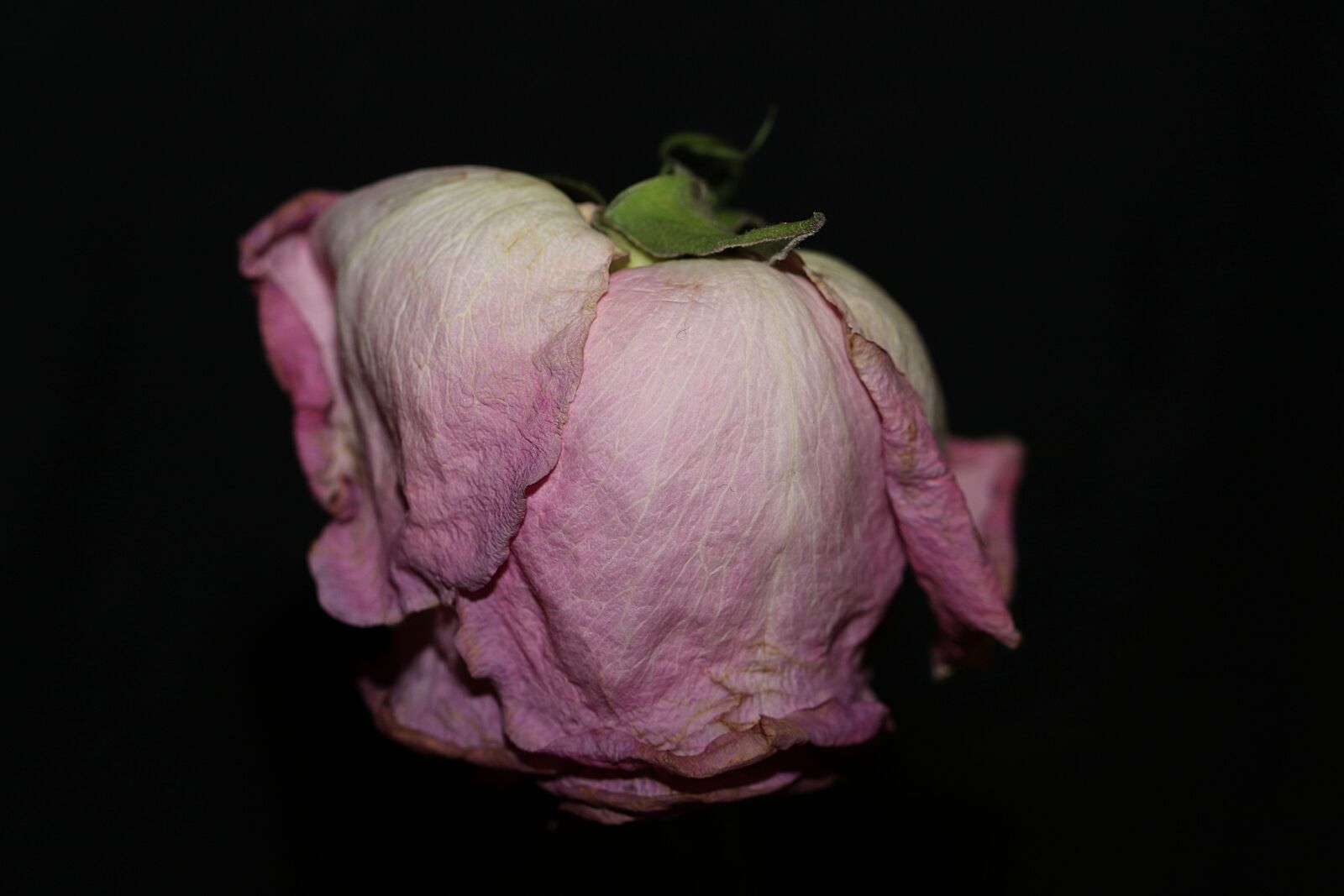 Canon EOS 7D Mark II sample photo. Rose, flower, pink photography
