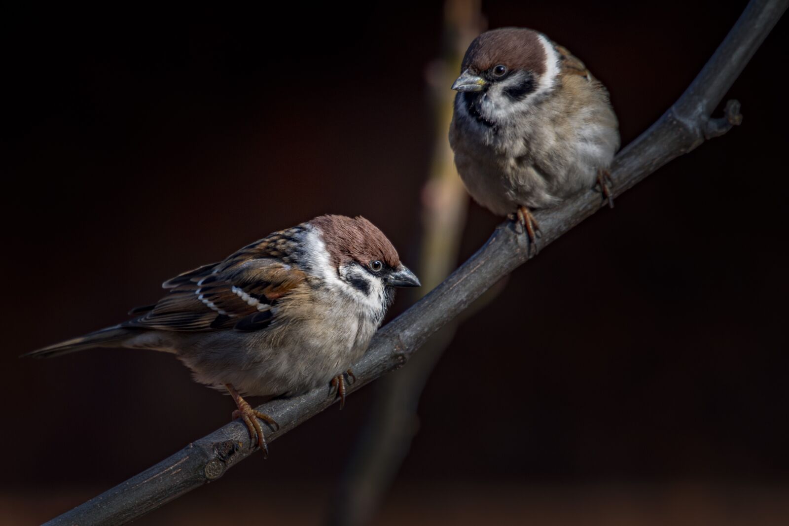 Nikon D500 sample photo. Hungary, sparrows, bird photography