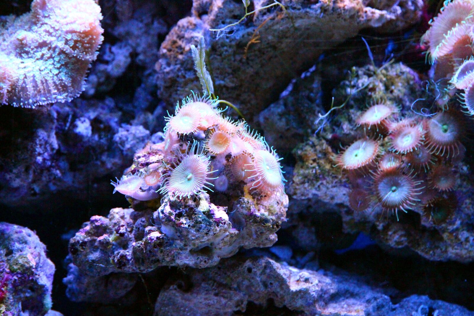 Canon EOS 650D (EOS Rebel T4i / EOS Kiss X6i) sample photo. Coral, polyp, aquarium photography