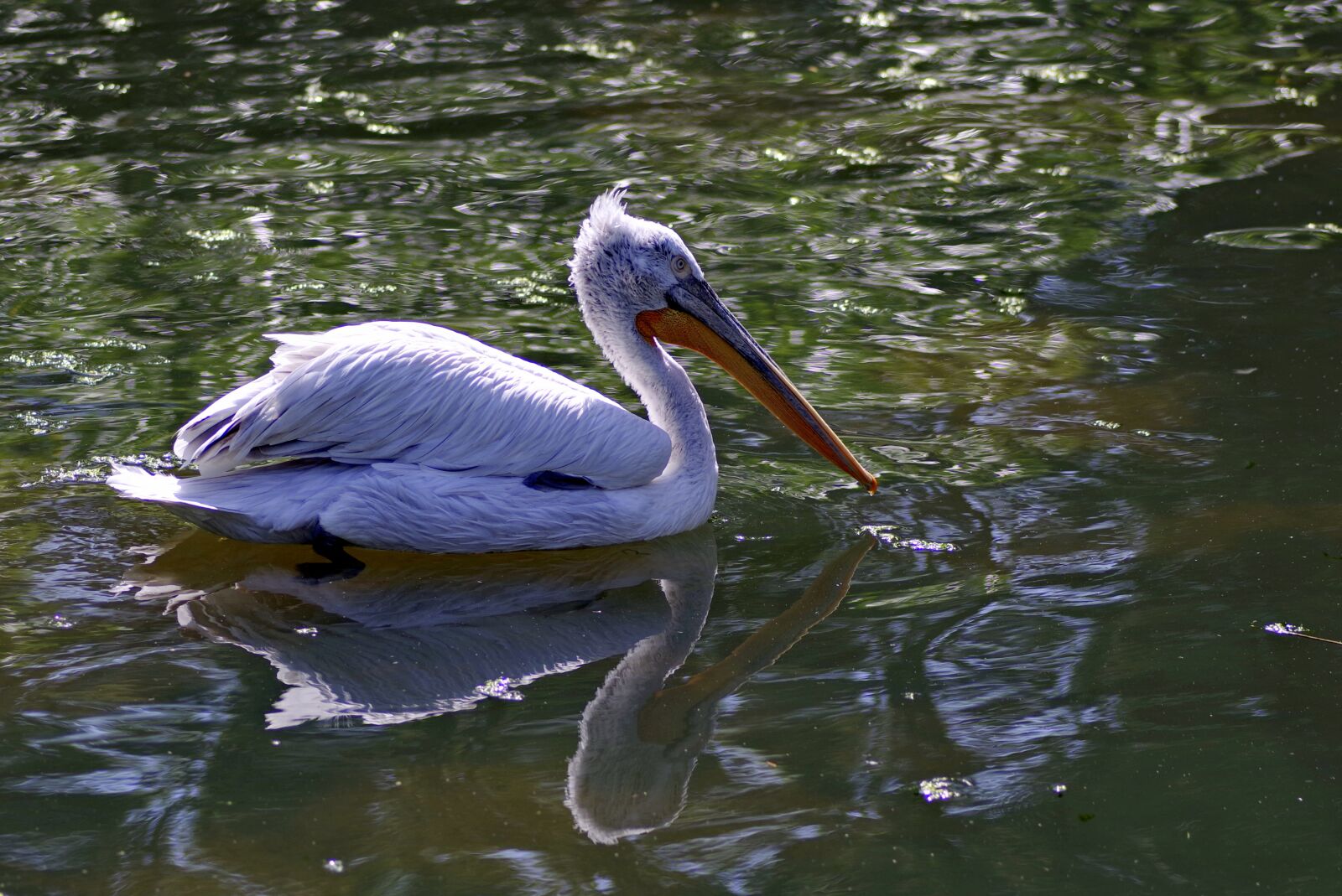 Pentax K-S2 sample photo. Pelikan, bird, beak photography