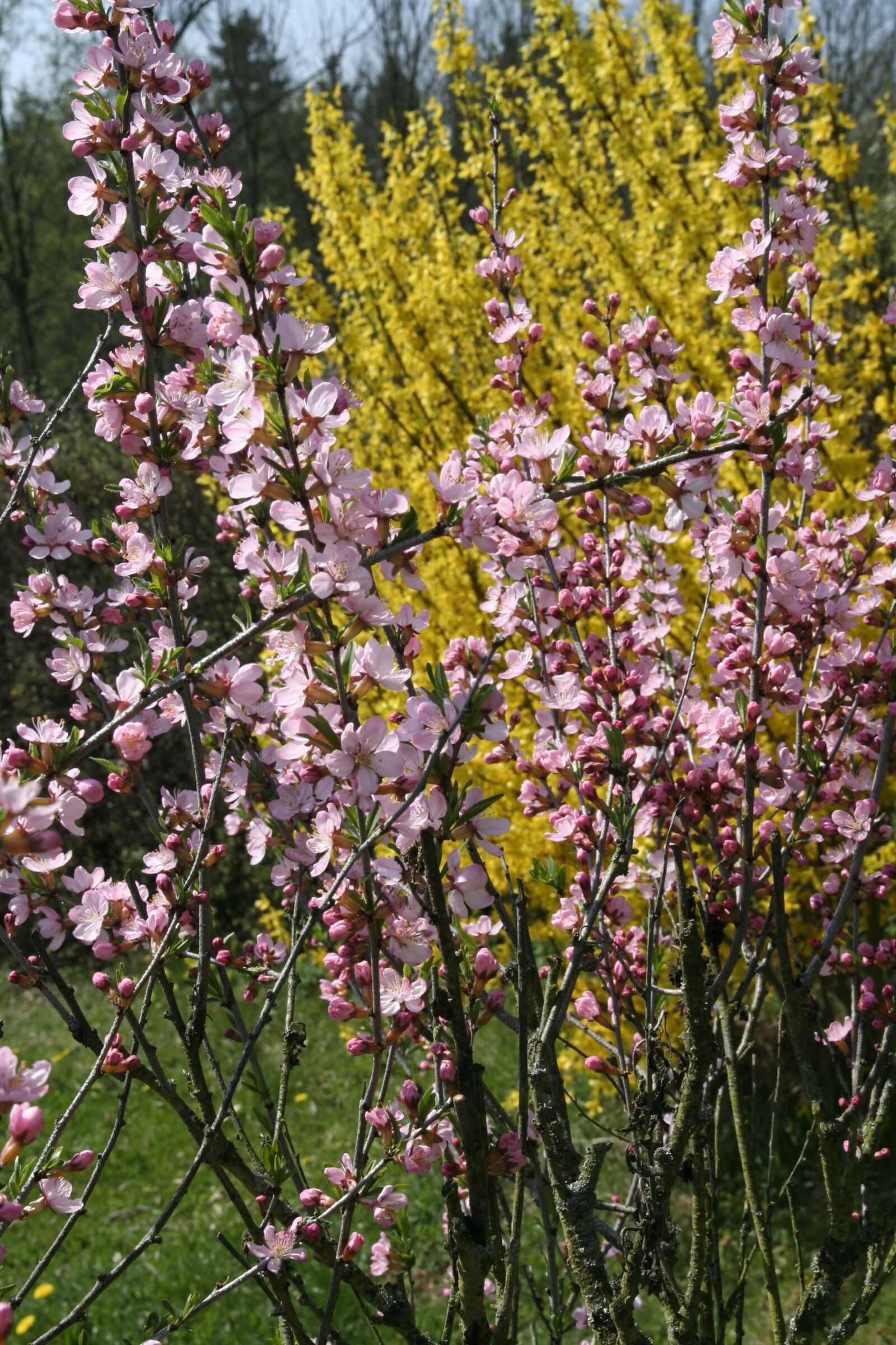 Canon EOS 350D (EOS Digital Rebel XT / EOS Kiss Digital N) sample photo. Forsythia, intermedia, yellow photography