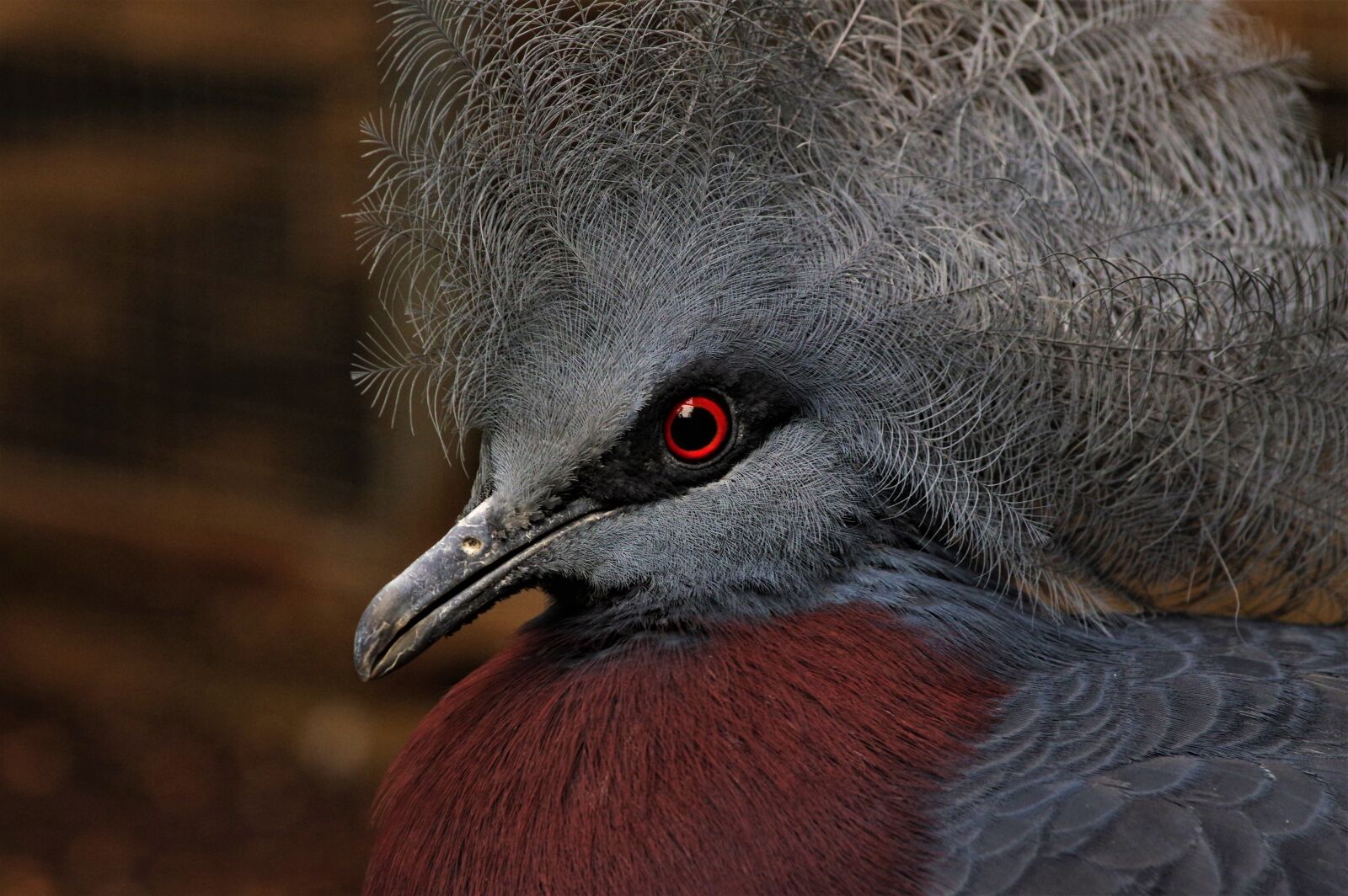 Pentax K-3 sample photo. Bird, wildlife, animal photography