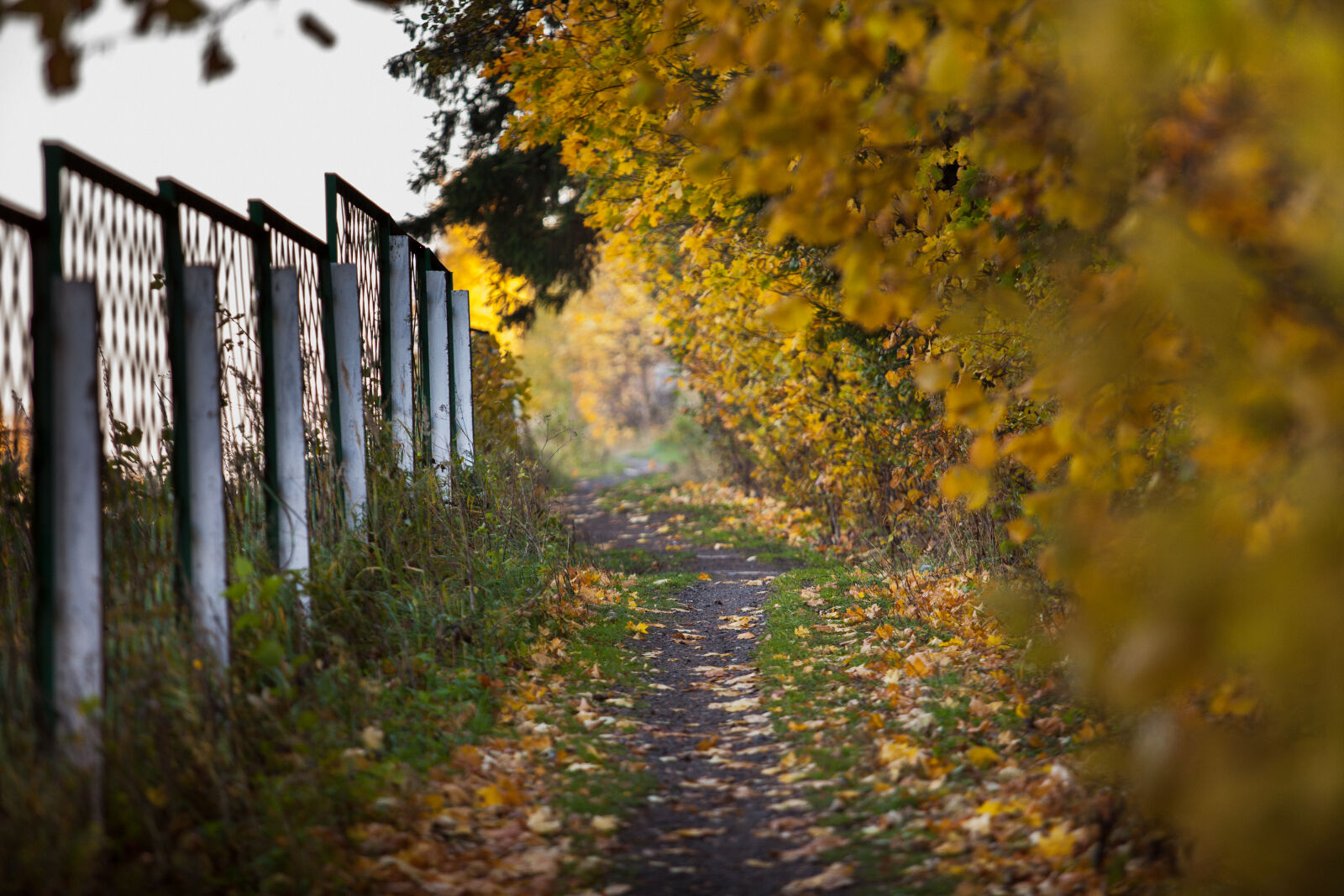 Canon EF 70-200mm F2.8L USM sample photo. Autumn, fall, forest, trail photography