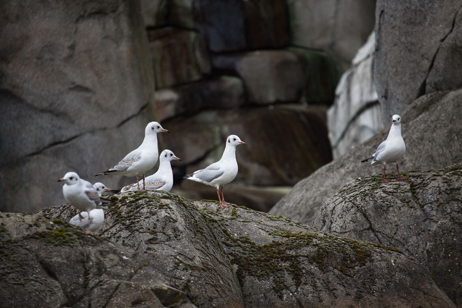 Canon EOS 50D sample photo. Gulls, sea birds, animal photography