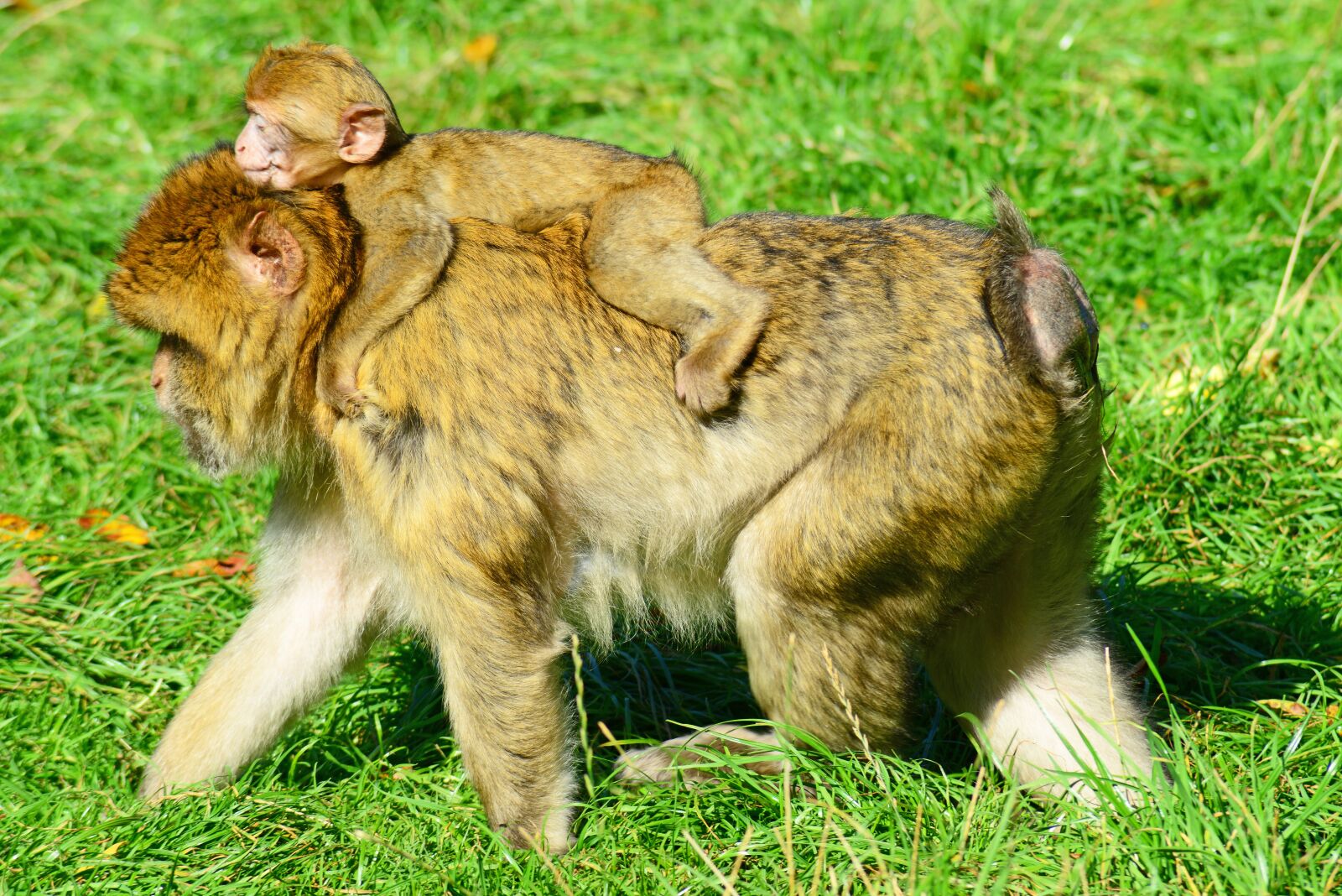 Nikon D800 sample photo. Monkeys, barbary macaques, wild photography