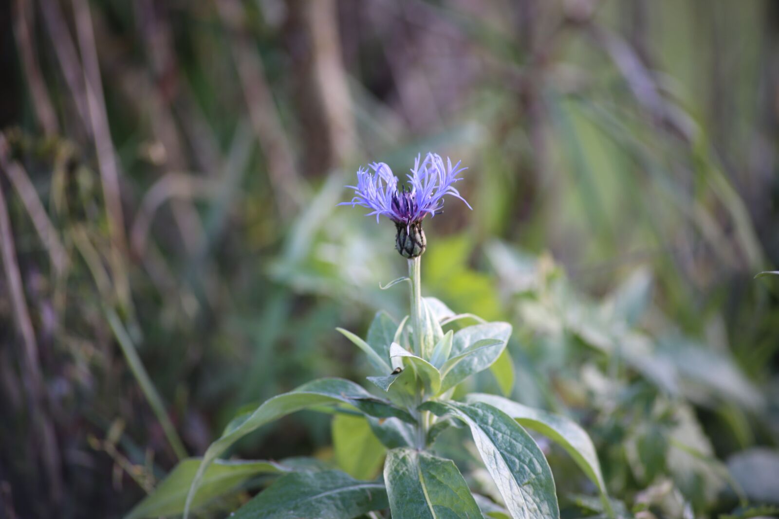 Canon EOS 6D sample photo. Knapweed, flower bed, bud photography