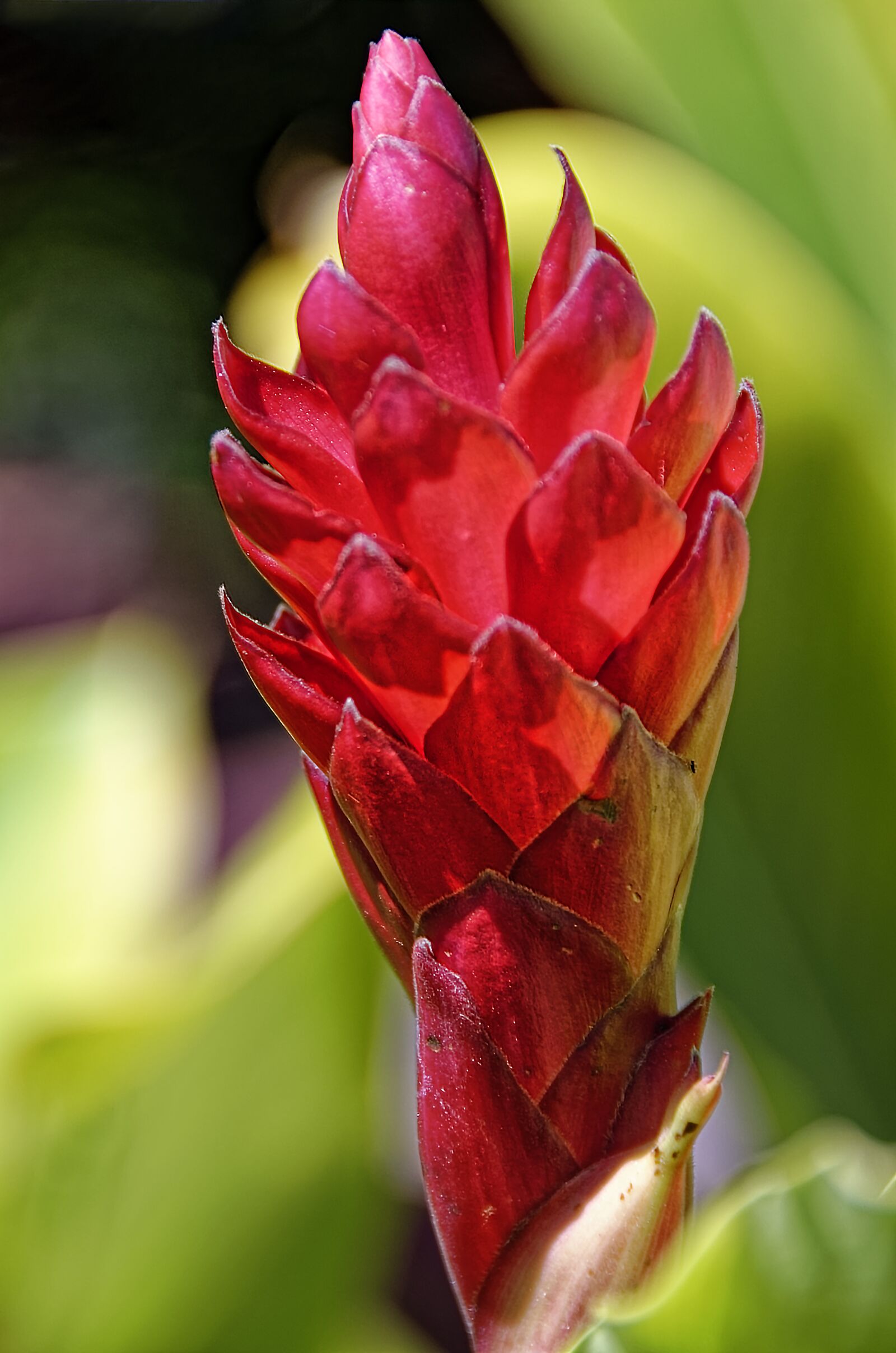 Nikon D7000 sample photo. Flower, blossom, bloom photography