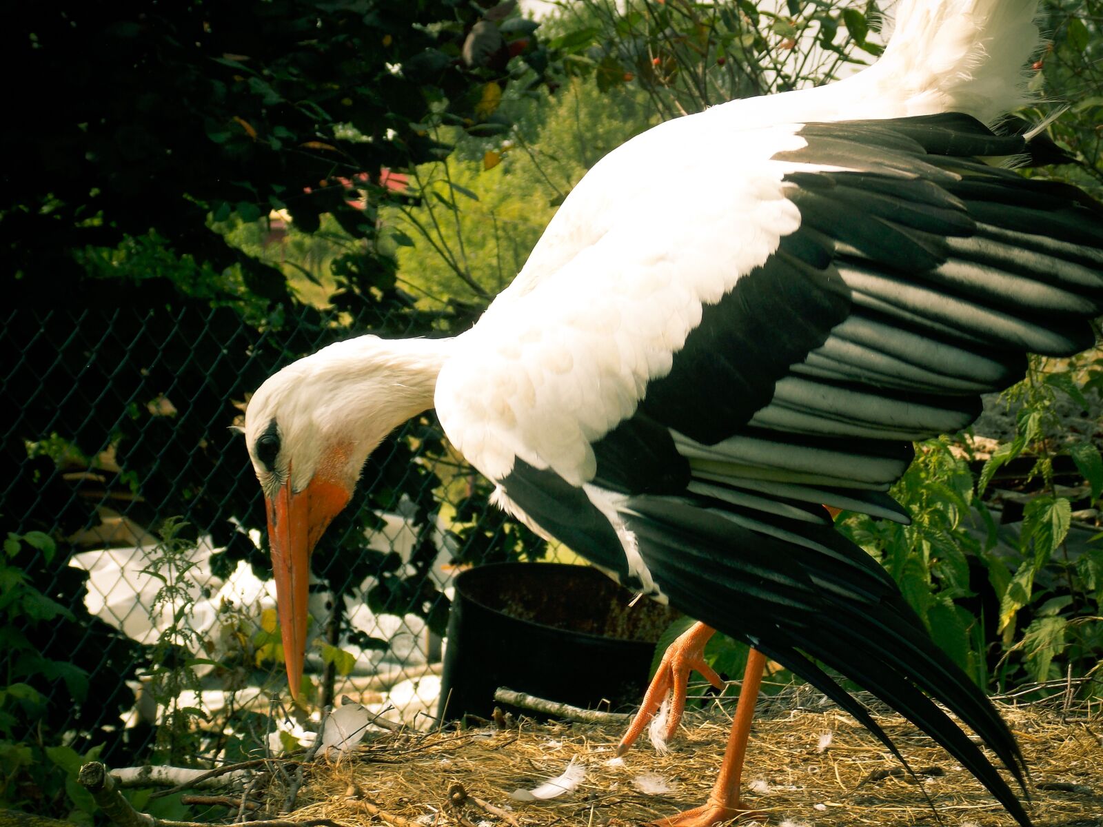 Nikon COOLPIX L320 sample photo. Stork, bird, white photography