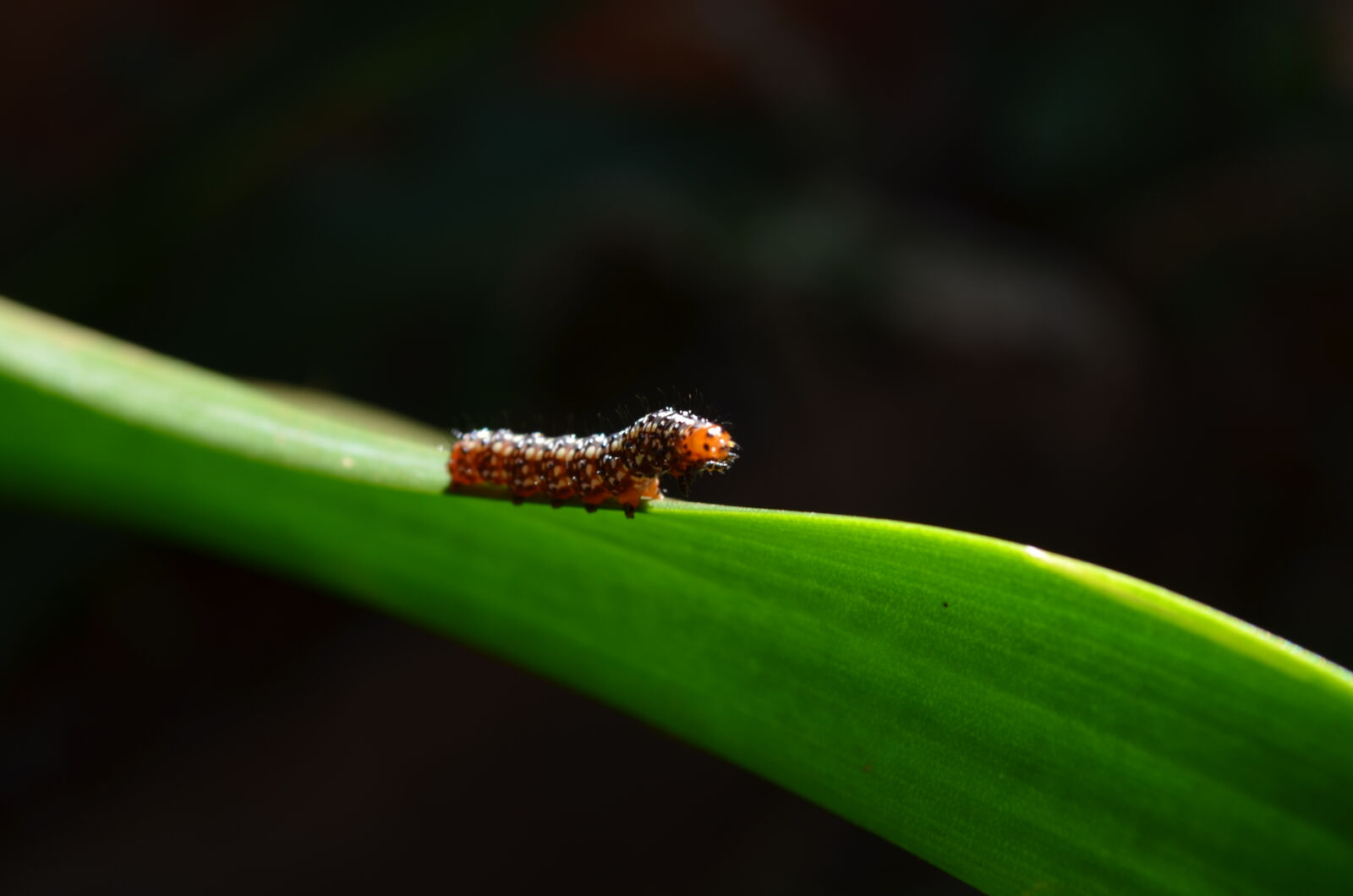 Nikon D5100 sample photo