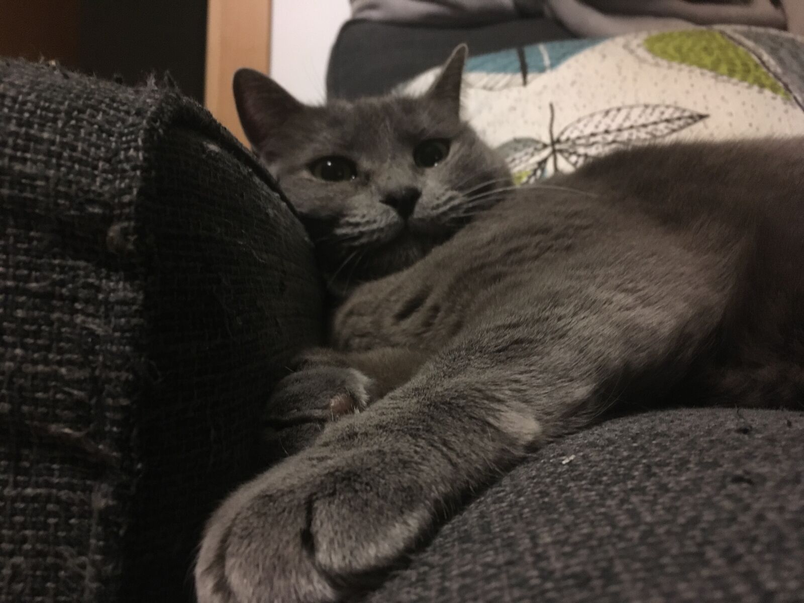iPhone SE back camera 4.15mm f/2.2 sample photo. Cat, kitten, feline photography