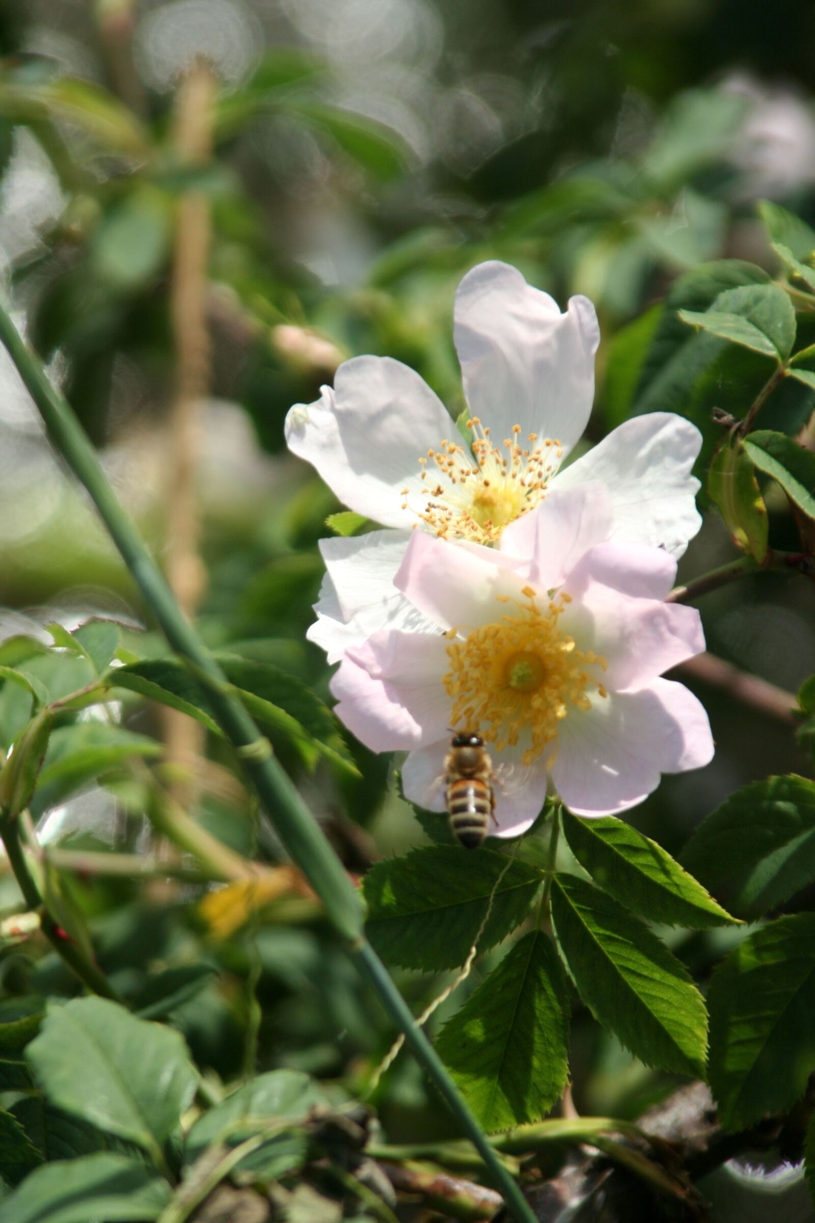 Canon EOS 350D (EOS Digital Rebel XT / EOS Kiss Digital N) sample photo. Flower, wild rose, nature photography