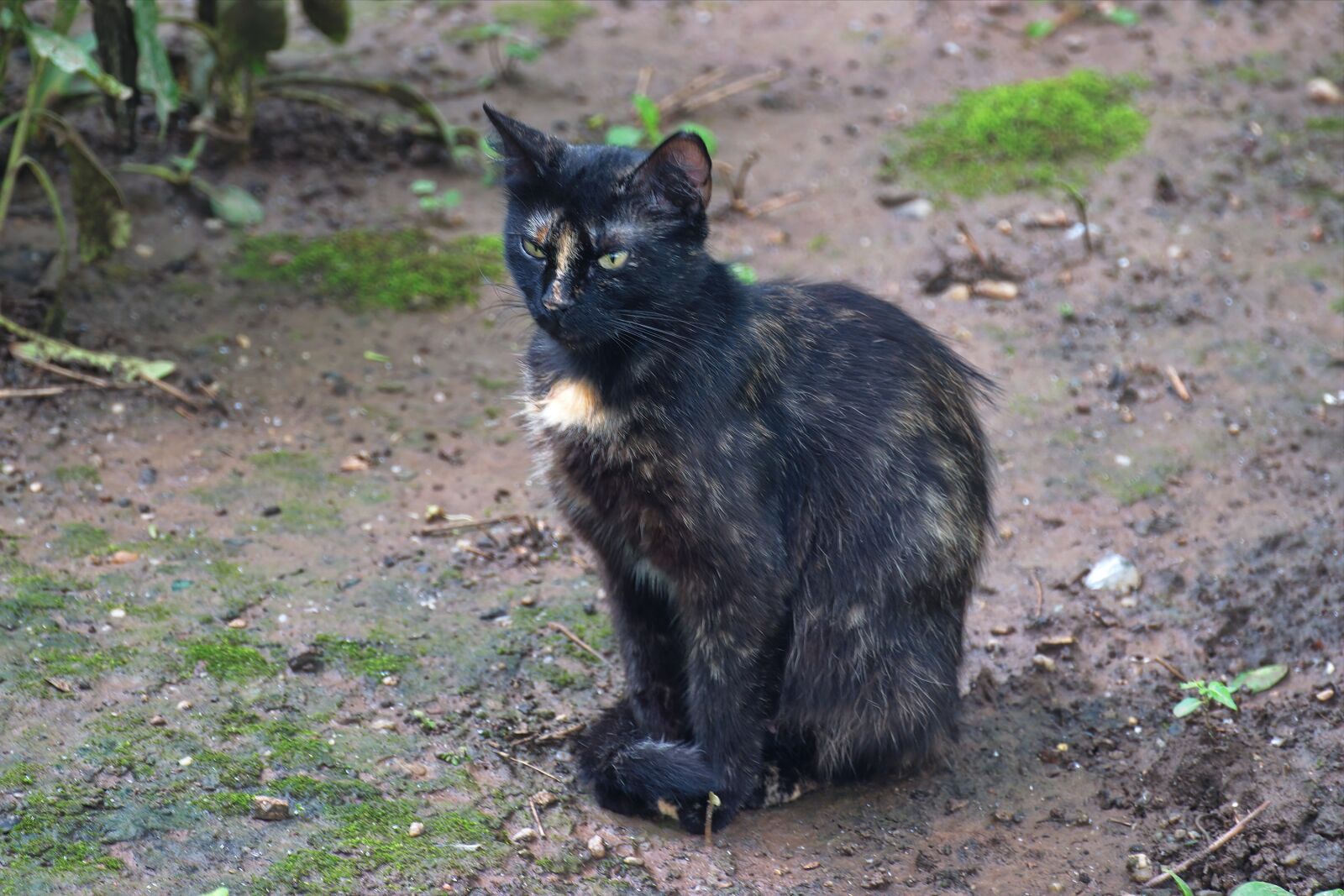 Nikon D5300 sample photo. Cat, pet, feline photography