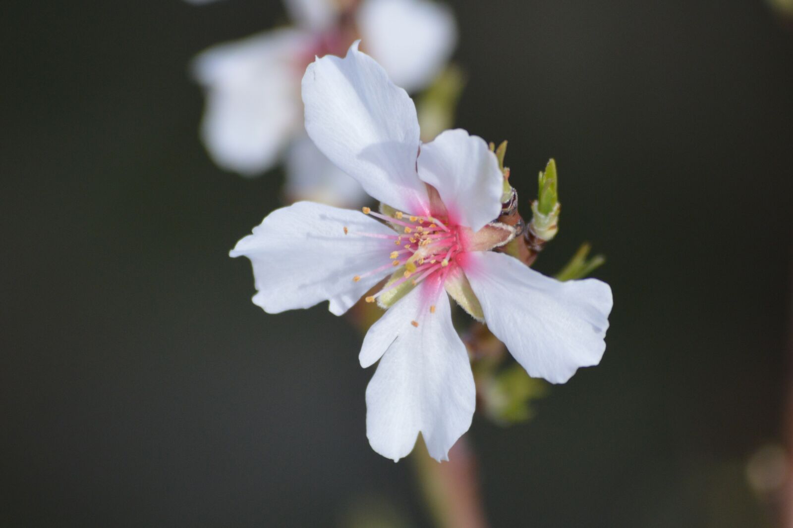 Nikon D3200 sample photo. Flower, spring, croatia photography