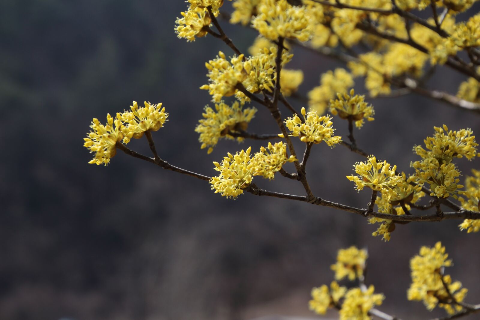 Canon EOS 650D (EOS Rebel T4i / EOS Kiss X6i) sample photo. Nature, flowers, plants photography