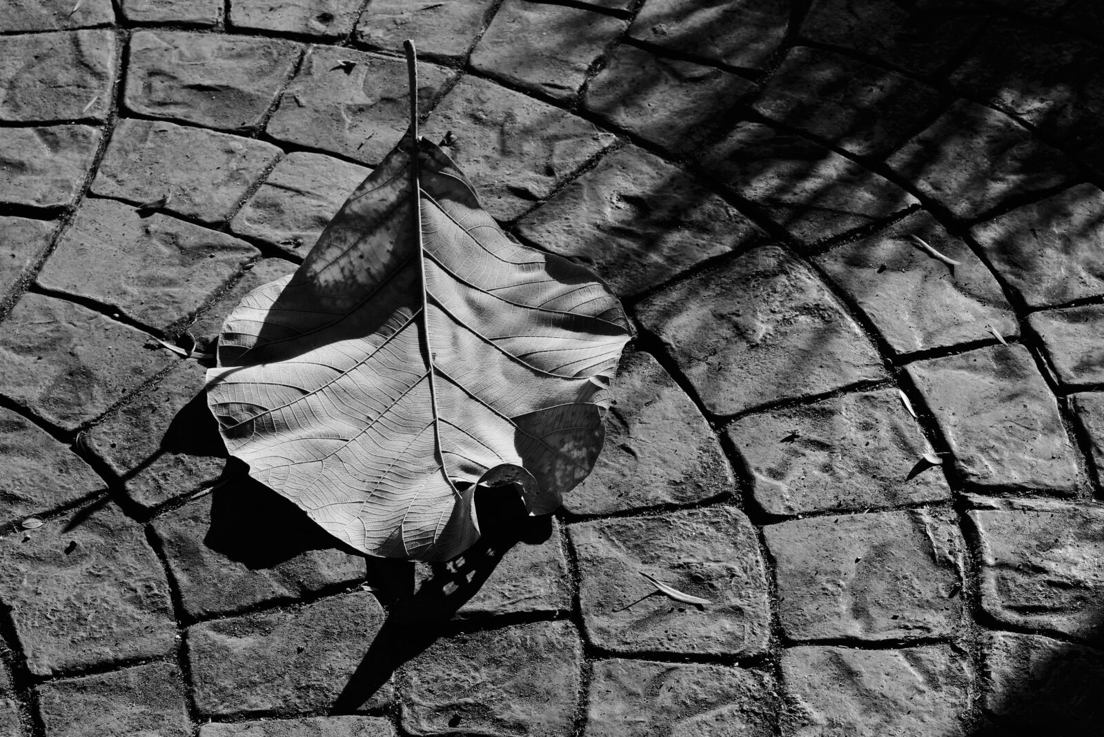 Canon EOS 700D (EOS Rebel T5i / EOS Kiss X7i) sample photo. Winter, leaf, shadows photography