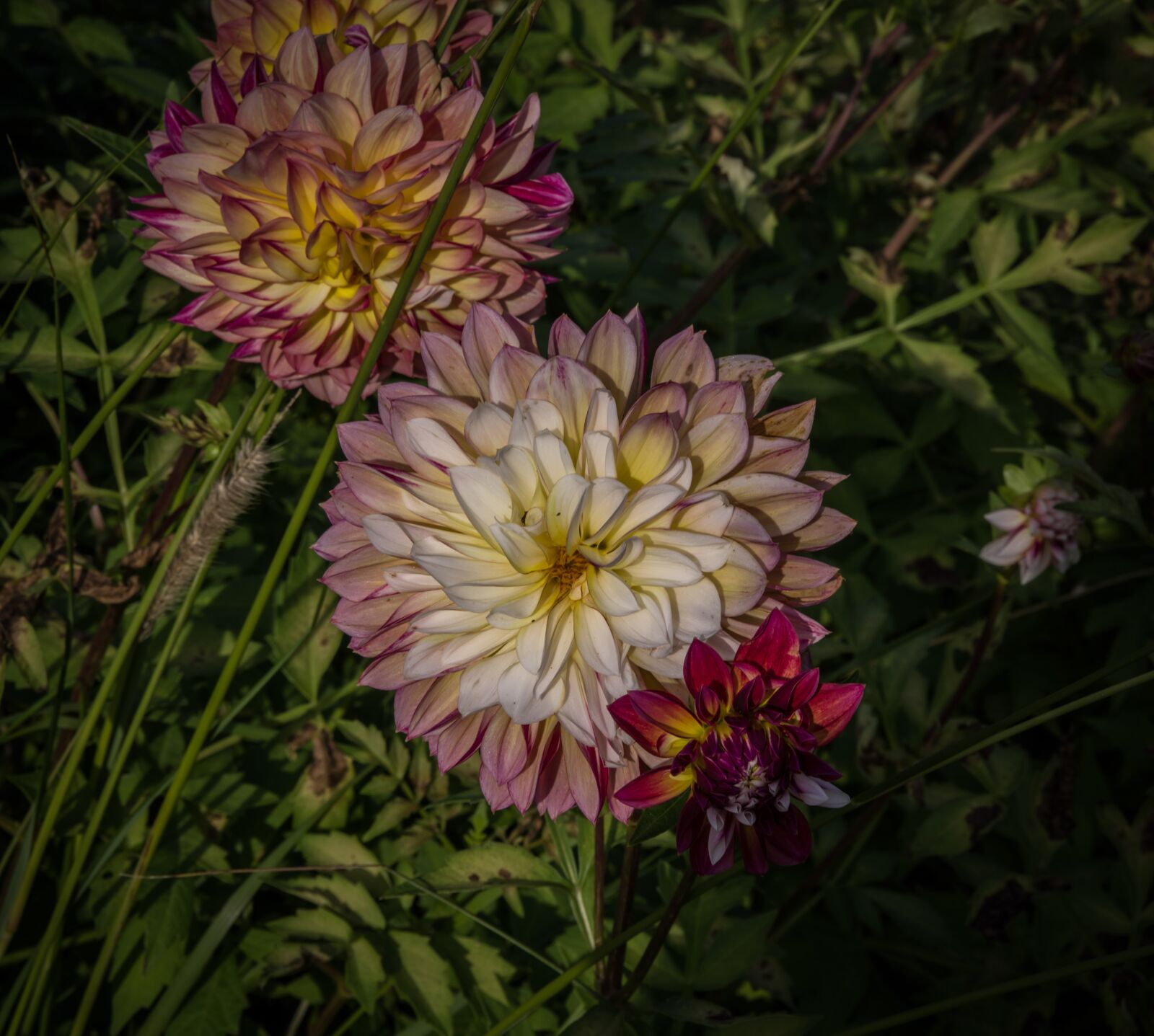 Pentax K-1 Mark II sample photo. Dahlias, flowers, flower photography