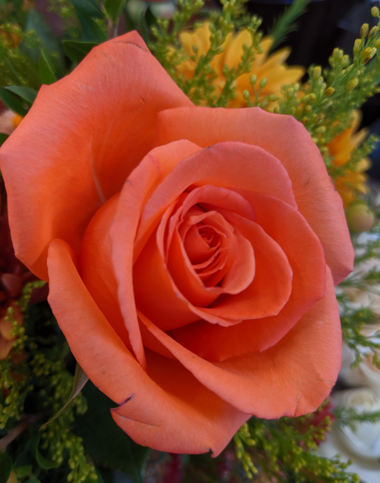 Google Pixel 3 XL sample photo. Rose, flower, orange photography