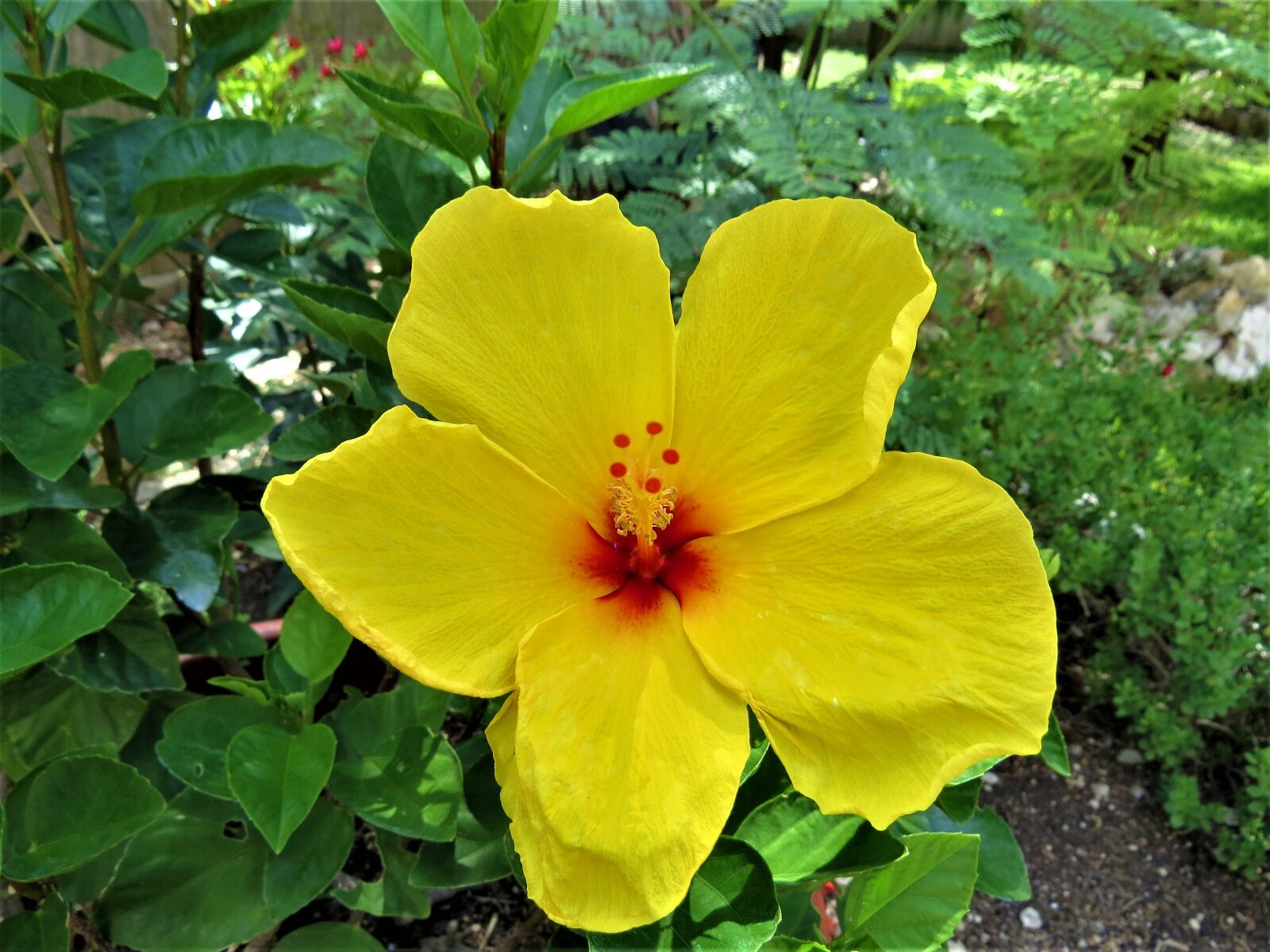 Canon PowerShot SX50 HS sample photo. Flower, yellow, rust photography