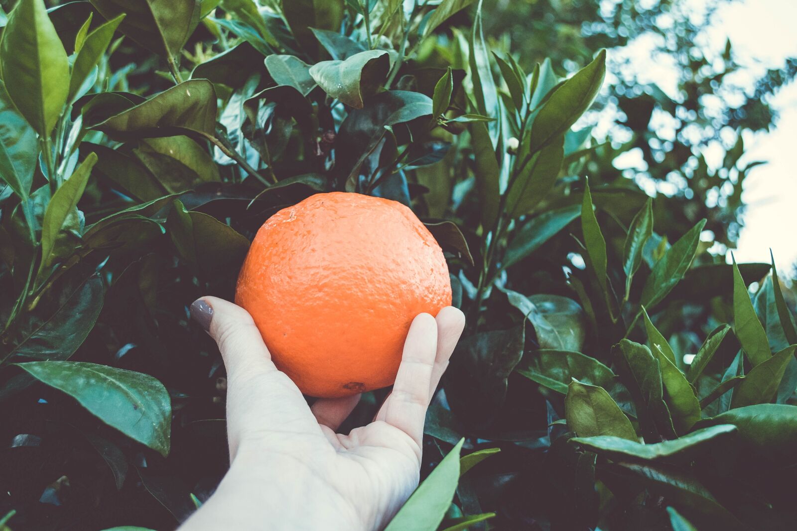 Nikon D3100 sample photo. Orange, tree, hand photography