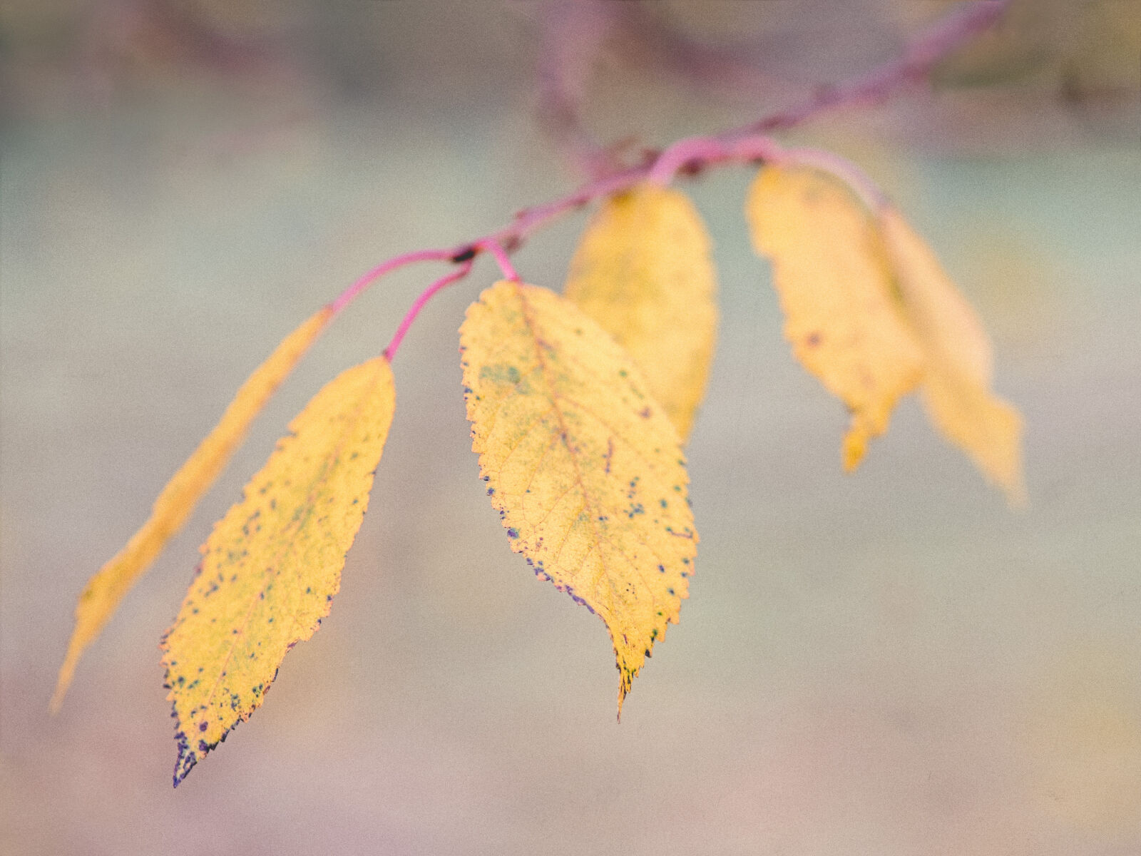 Olympus M.Zuiko Digital ED 75mm F1.8 sample photo. Autumn, leaf, autumn, leaves photography