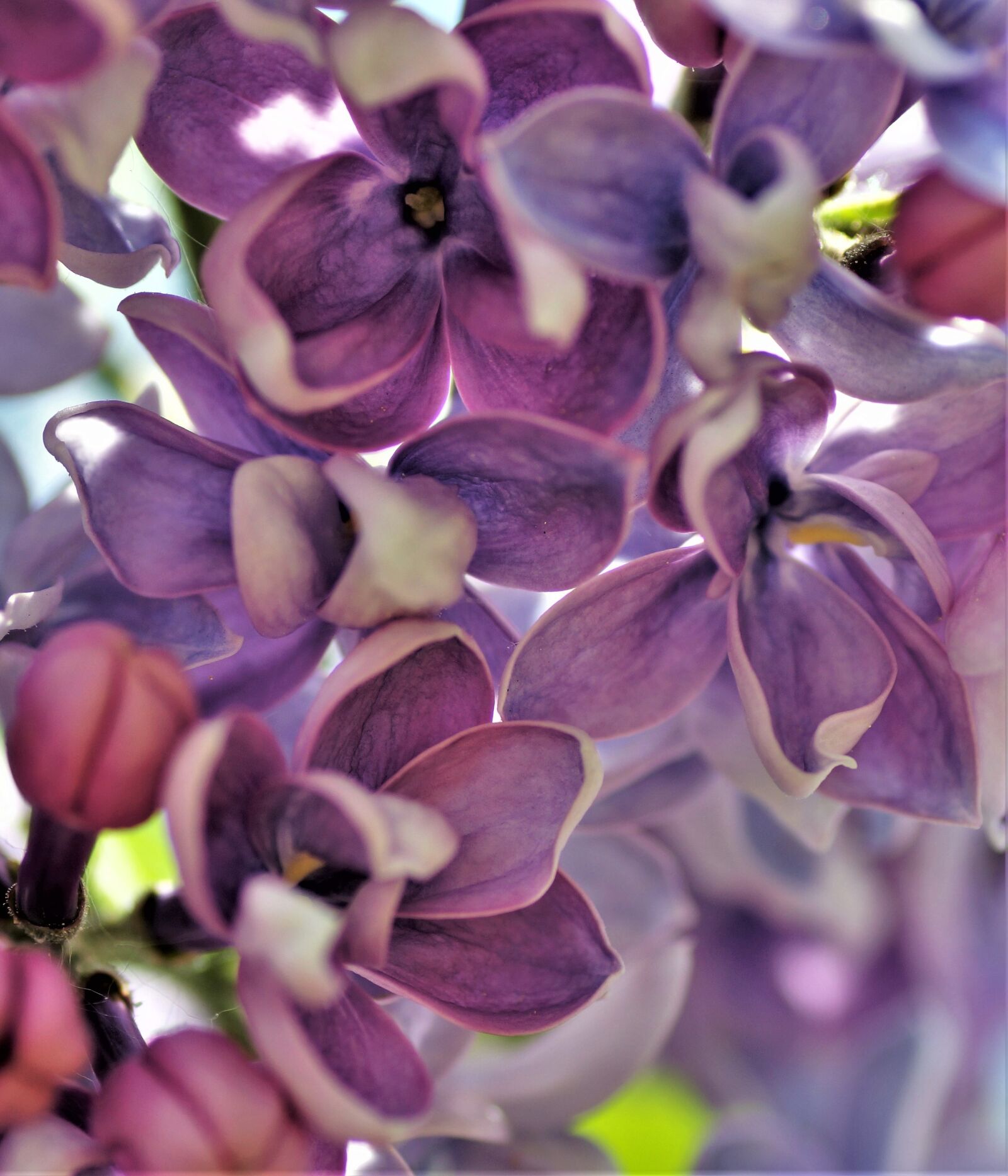 Sony SLT-A58 sample photo. Lilac, violet, purple flowers photography