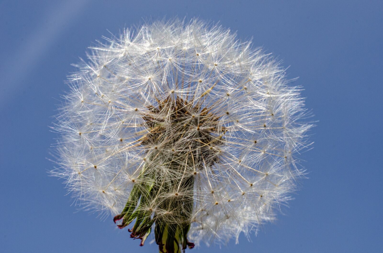 Nikon D7000 sample photo. Flower, dandelion, close photography