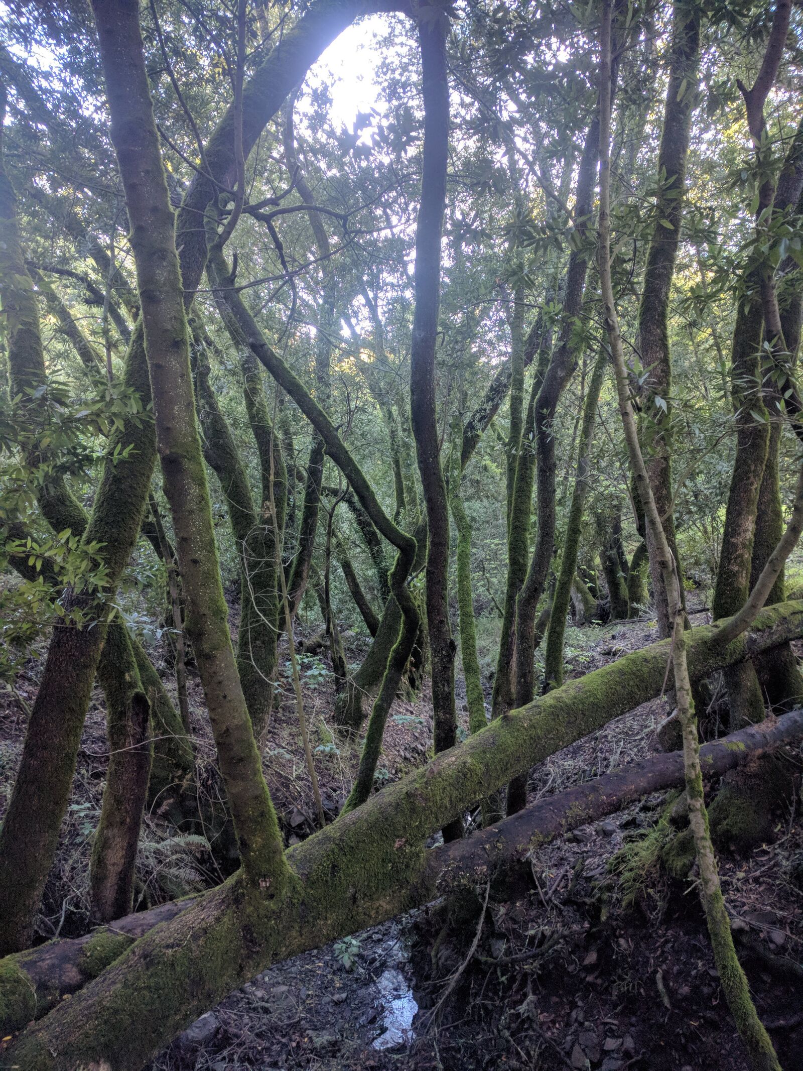 Google Nexus 6P sample photo. Woods, nature, forest photography