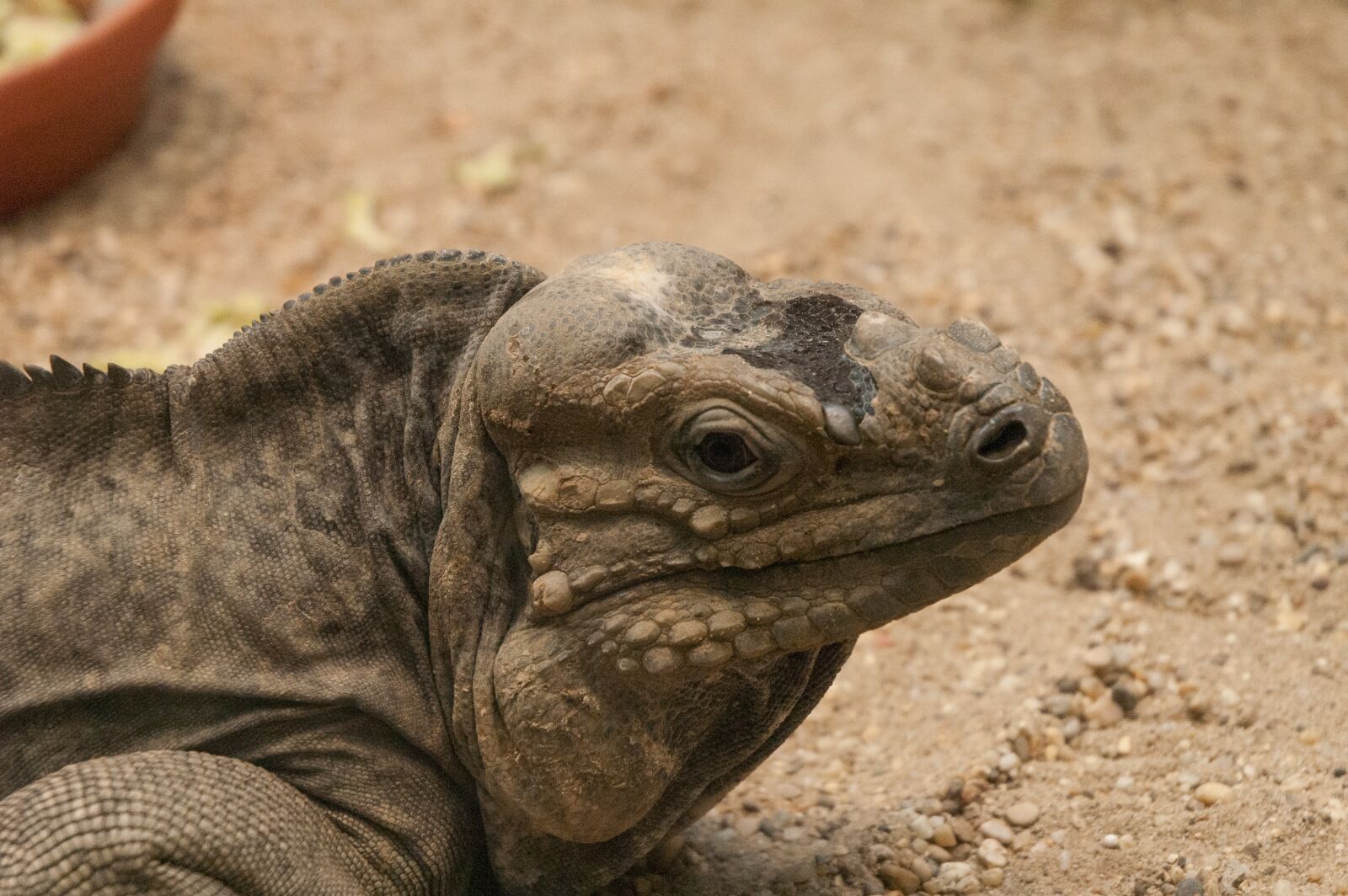 Nikon D70 sample photo. Lizard, reptile, animal photography