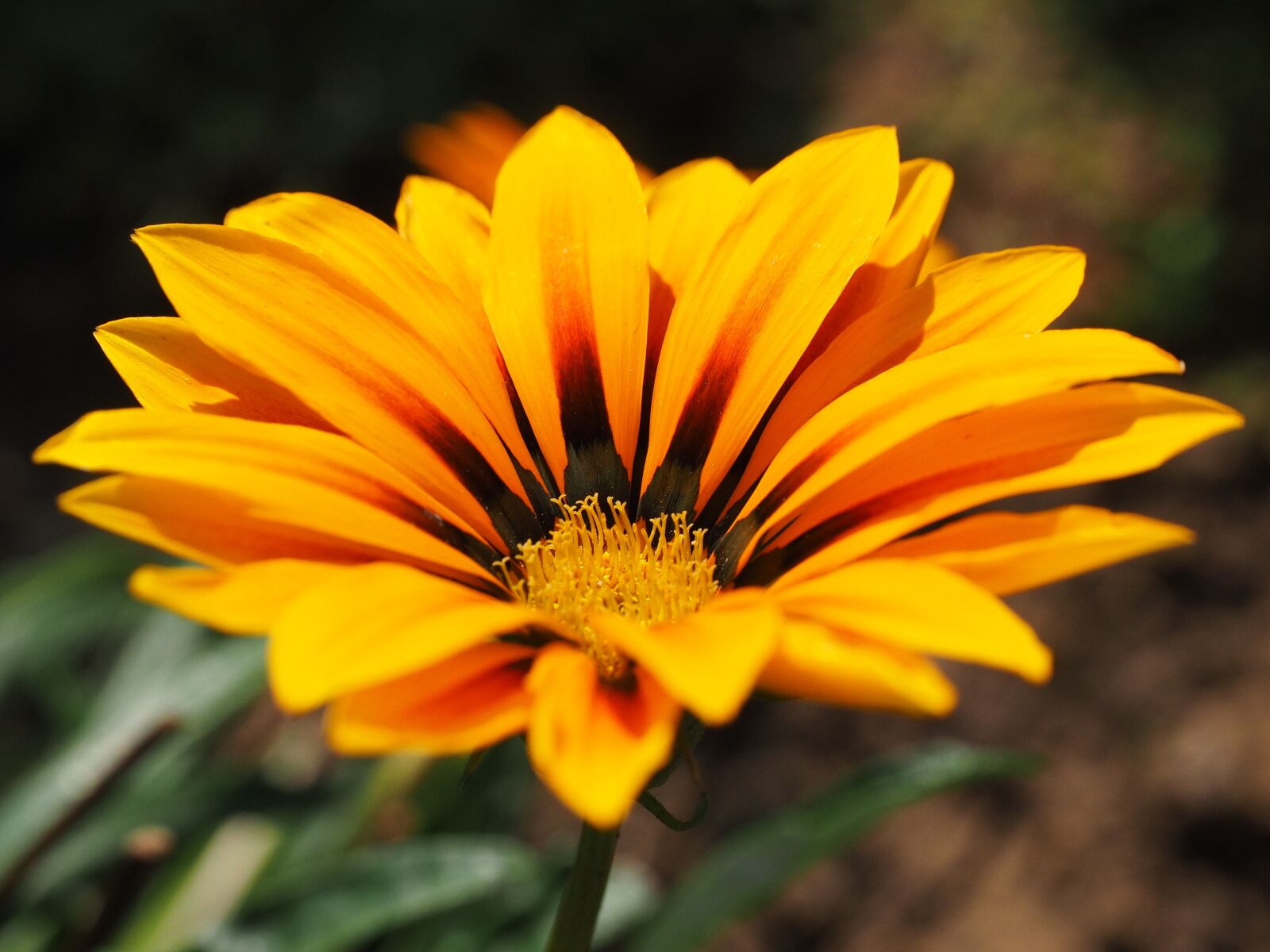 Olympus OM-D E-M1 + Olympus M.Zuiko Digital ED 12-40mm F2.8 Pro sample photo. Gazanie, flower, blossom photography