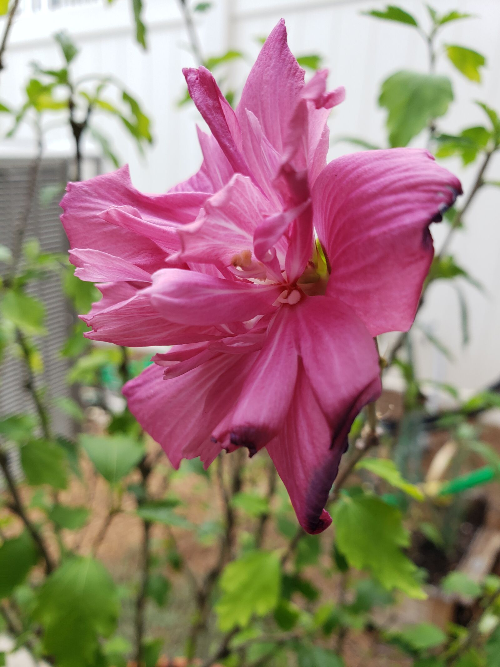 Samsung Galaxy S9 sample photo. Flower, pink, nature photography