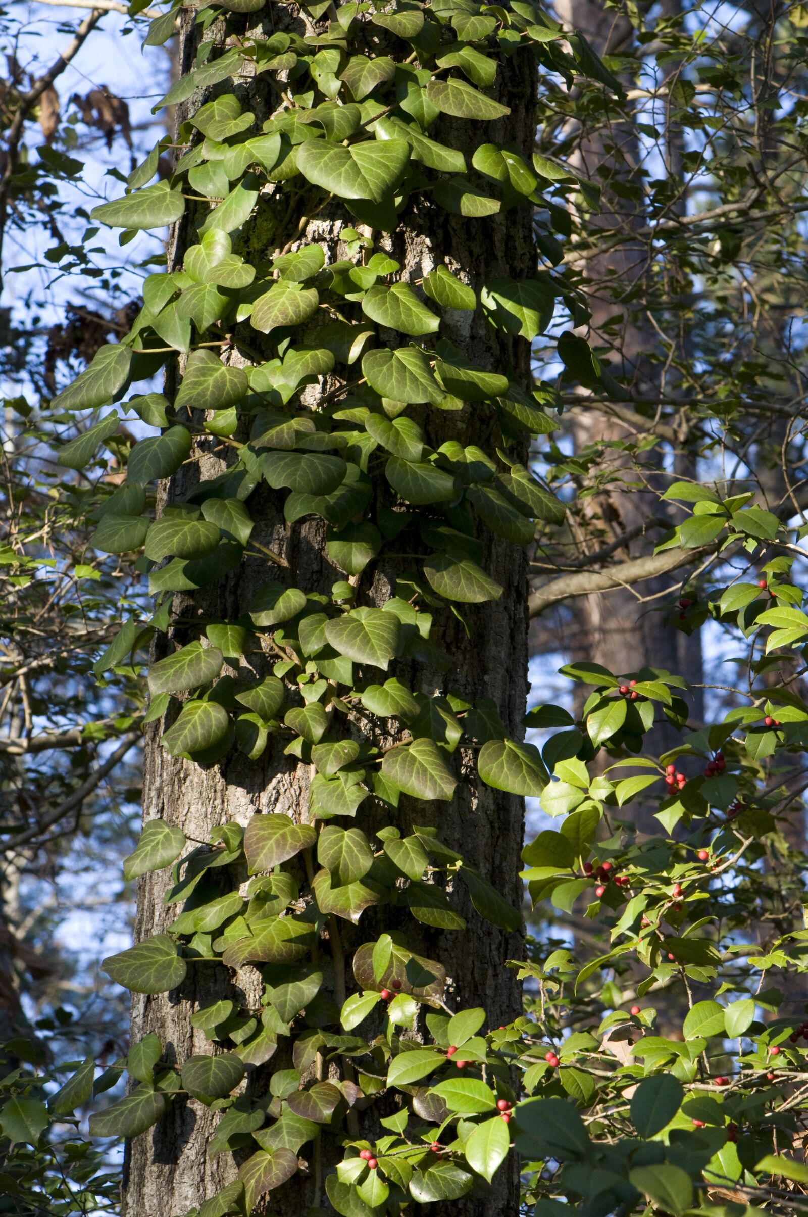 Nikon D90 sample photo. Leaves, nature, trees photography