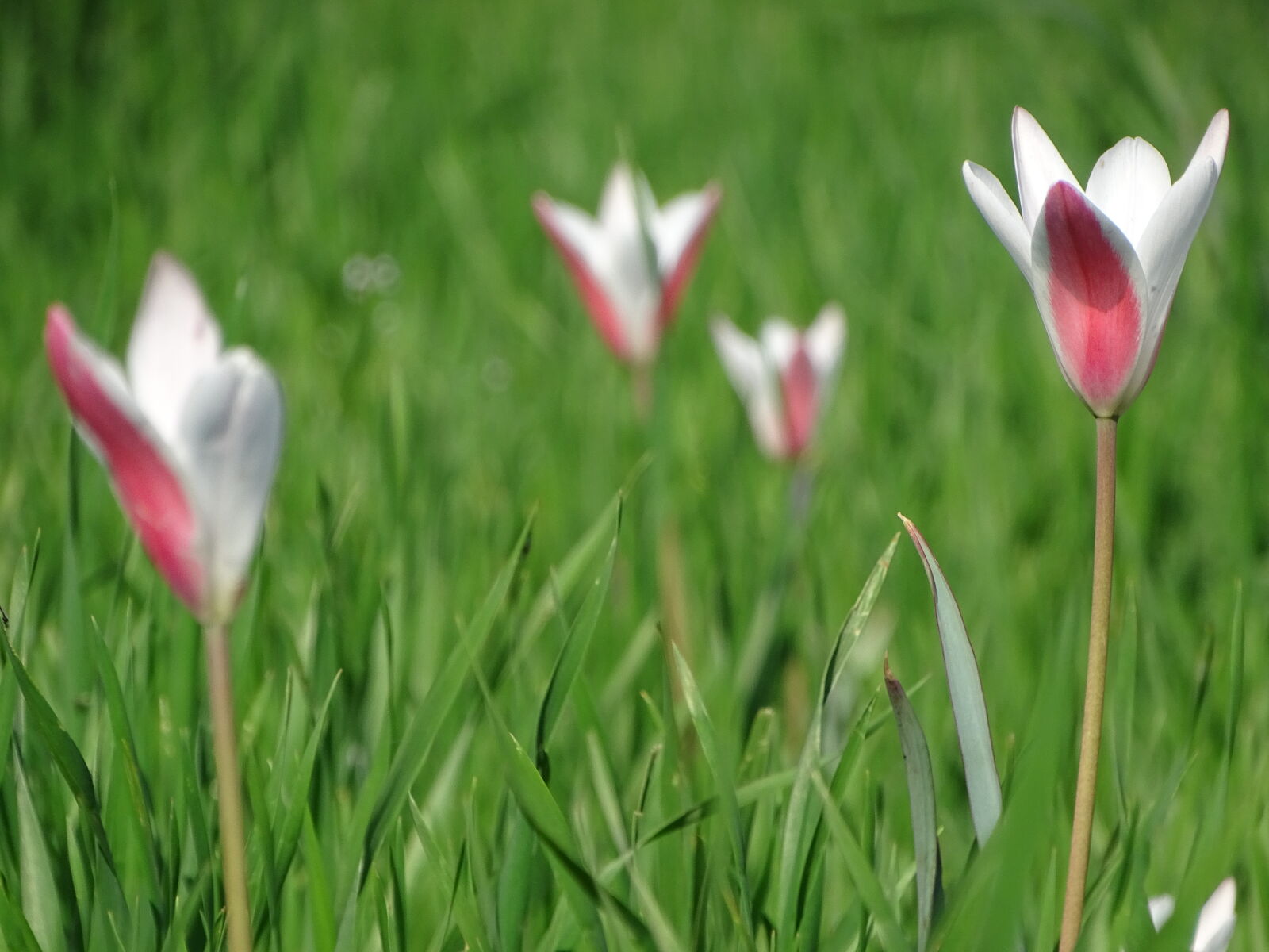 Sony Cyber-shot DSC-HX400V sample photo. Flowers, nature, photography, plant photography