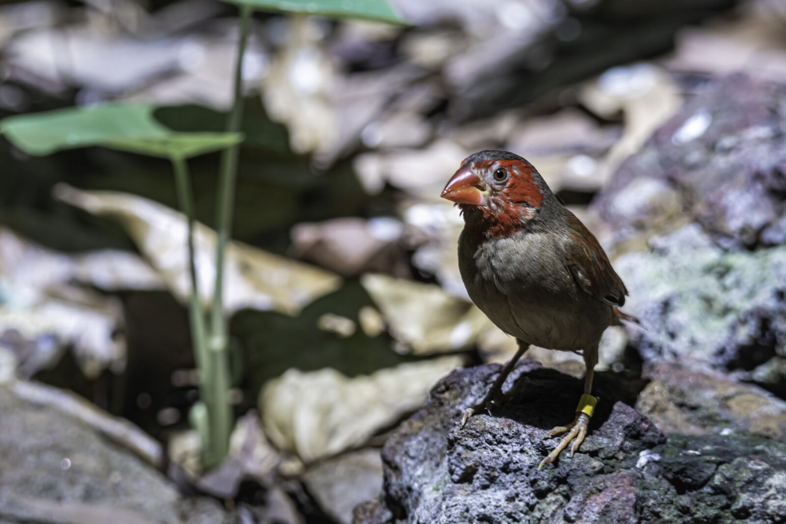 Canon EOS 80D sample photo. Bird, crimson finch, finches photography