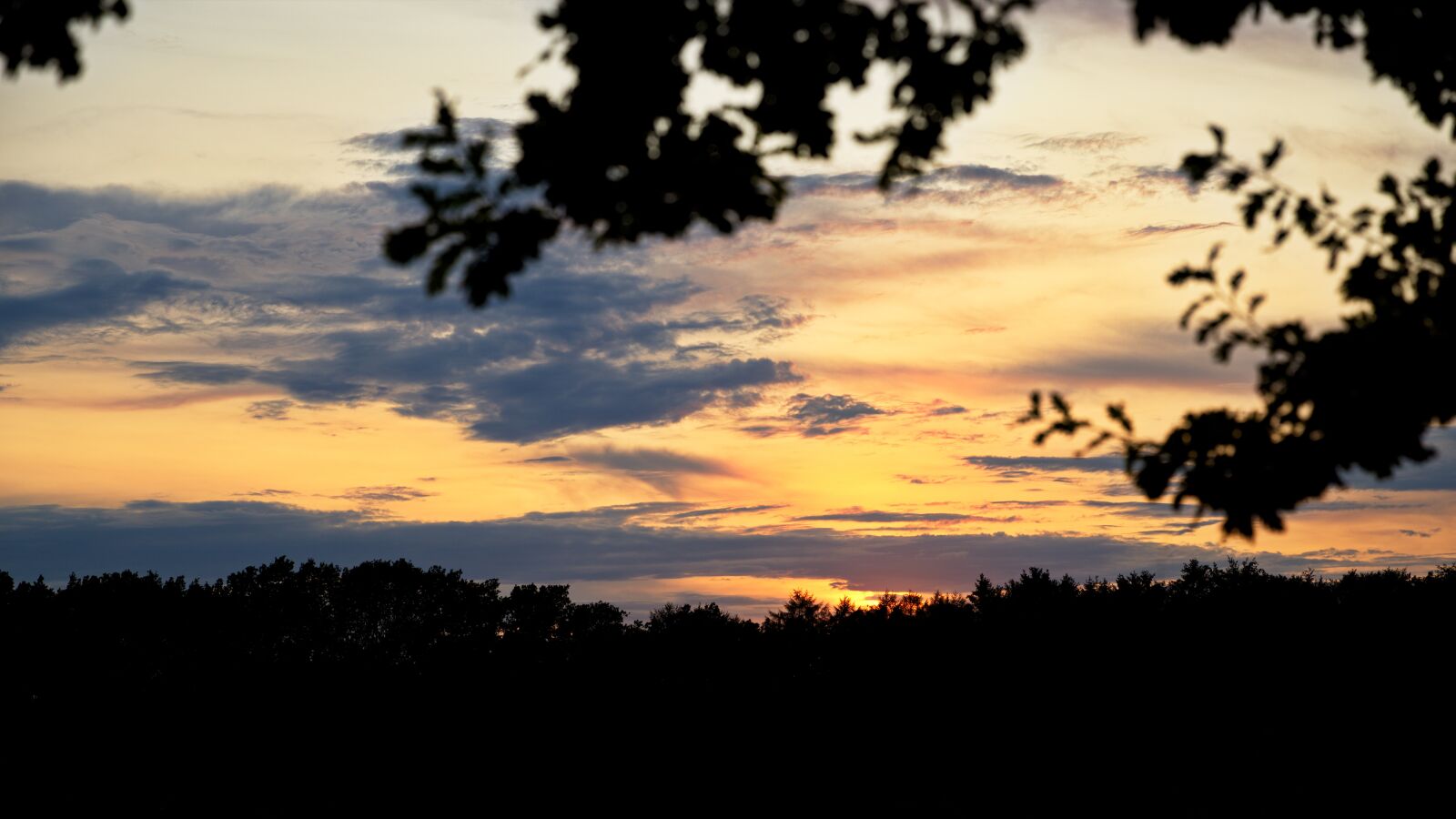 Canon EOS 6D Mark II + Canon EF 24-70mm F2.8L II USM sample photo. Sunset, trees, aesthetic photography