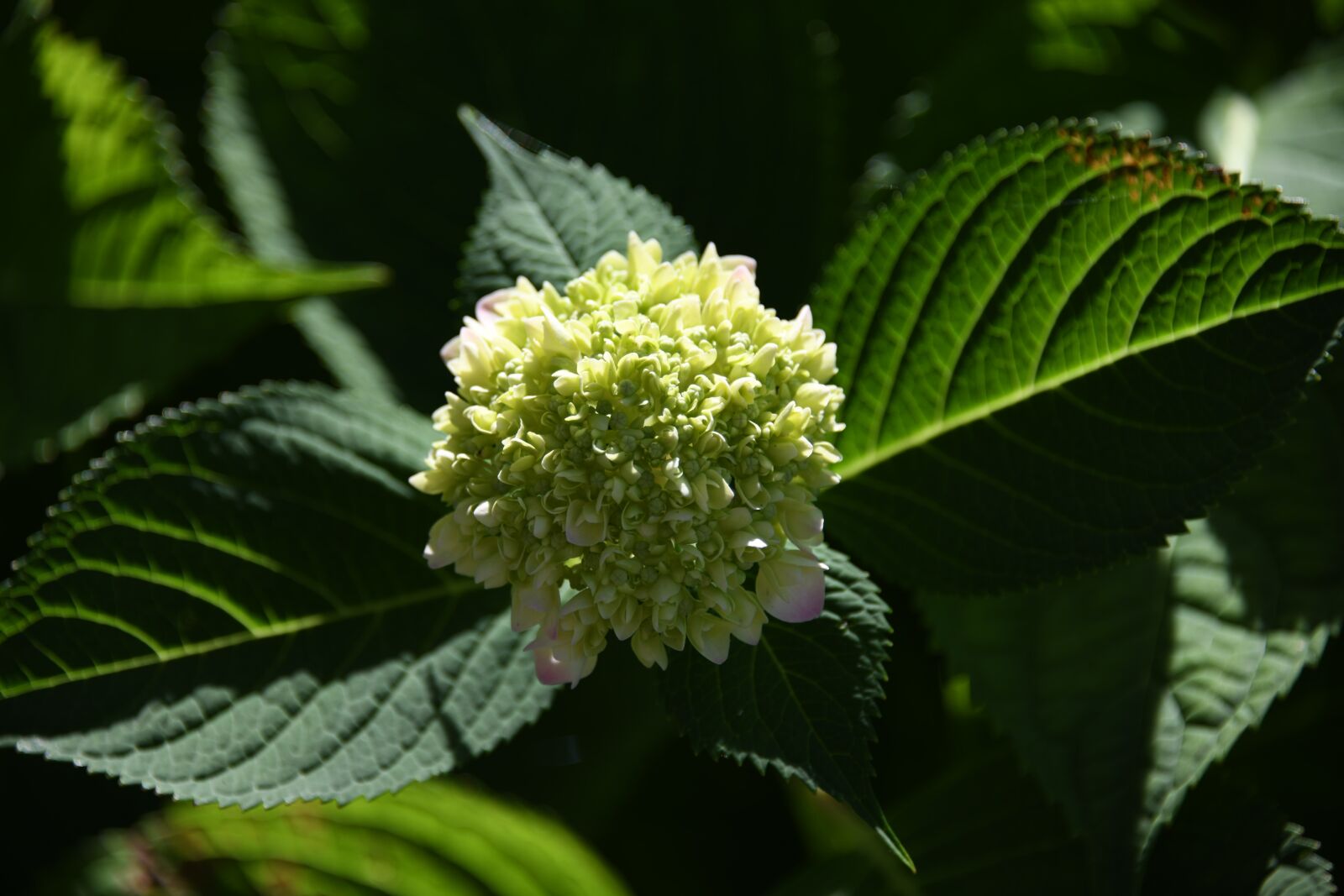 Nikon D850 sample photo. Flower, blossom, petal photography