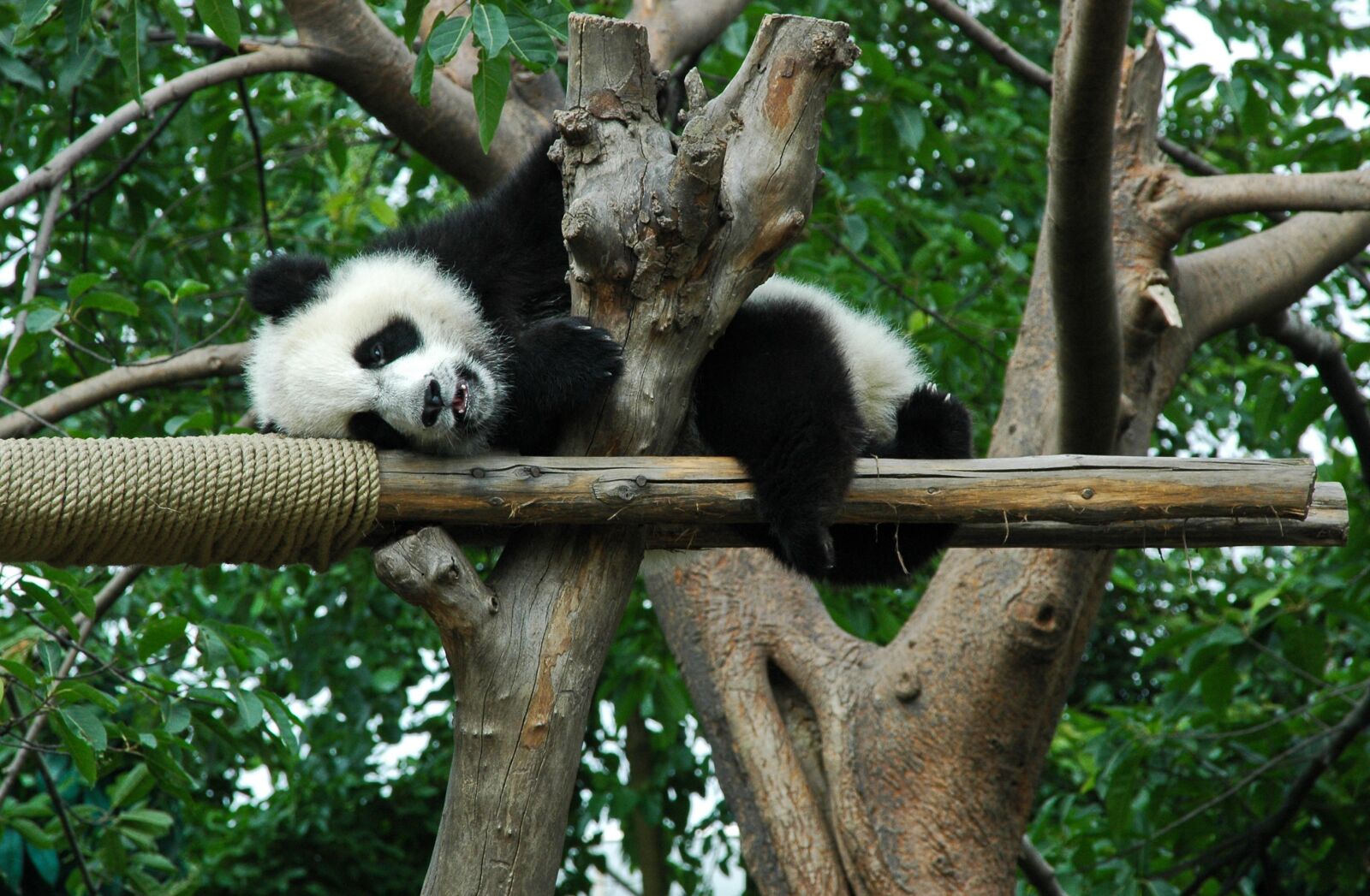 Nikon D70 sample photo. Giant panda, young, animal photography