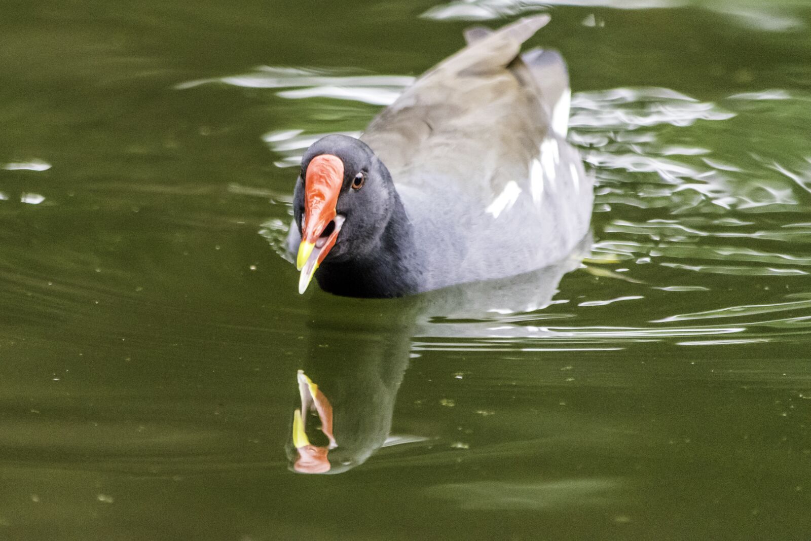 Nikon D5500 sample photo. Water, wildlife, pool photography