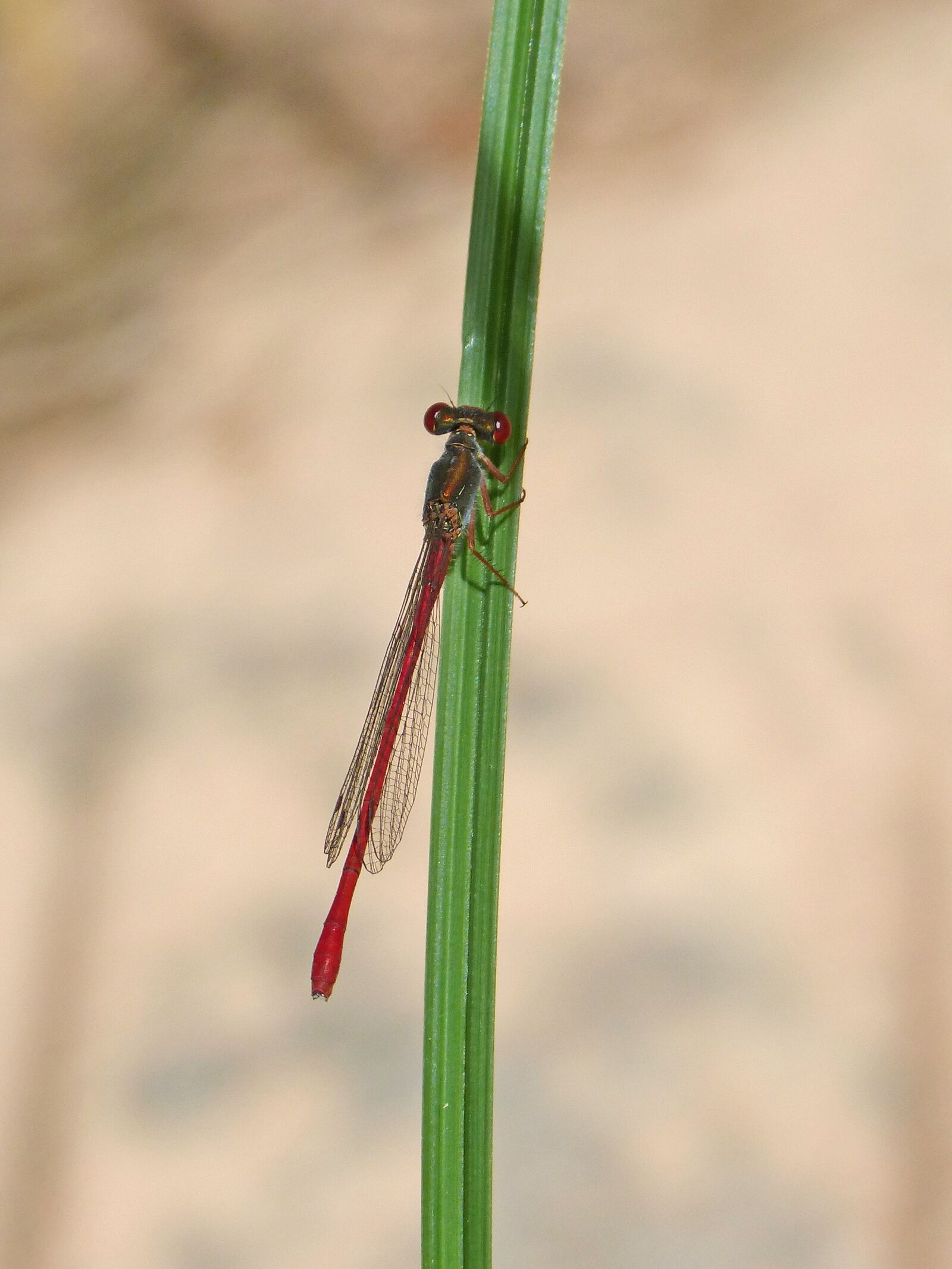 Panasonic DMC-FZ62 sample photo. Red dragonfly, stem, winged photography