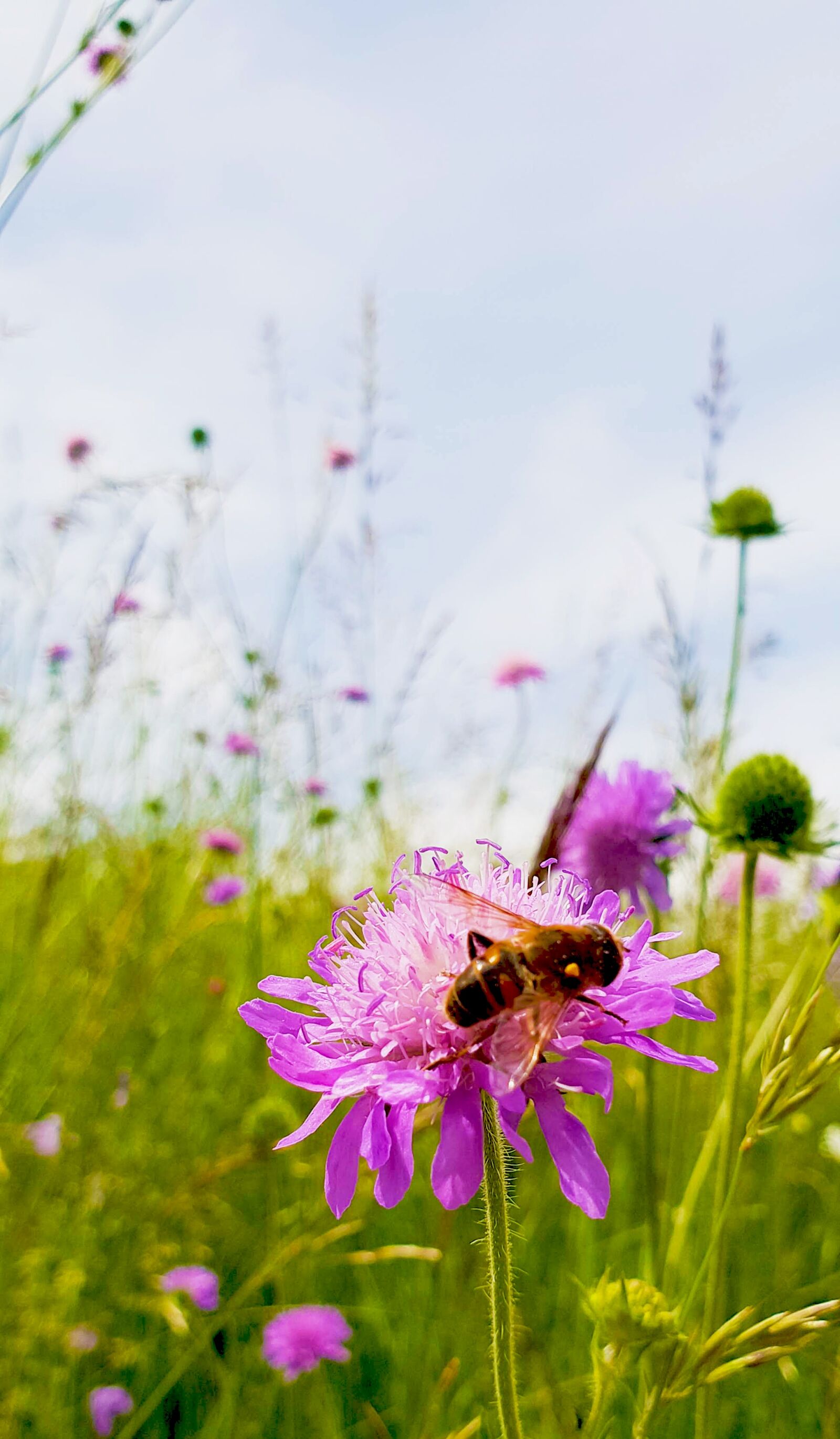 Samsung Galaxy S9 sample photo. Bee, blossom, bloom photography