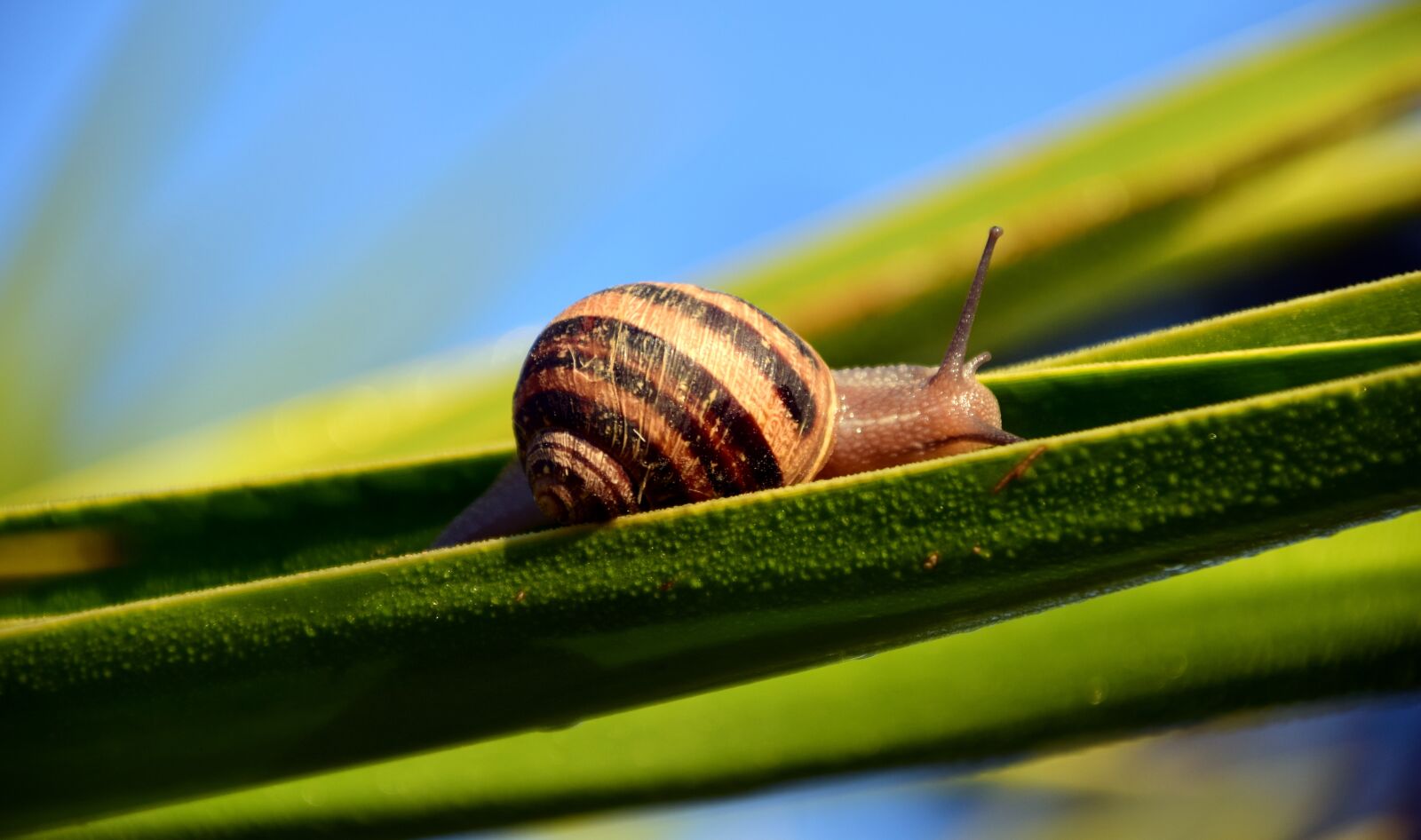 Nikon D3300 sample photo. Snail, shell, holly photography