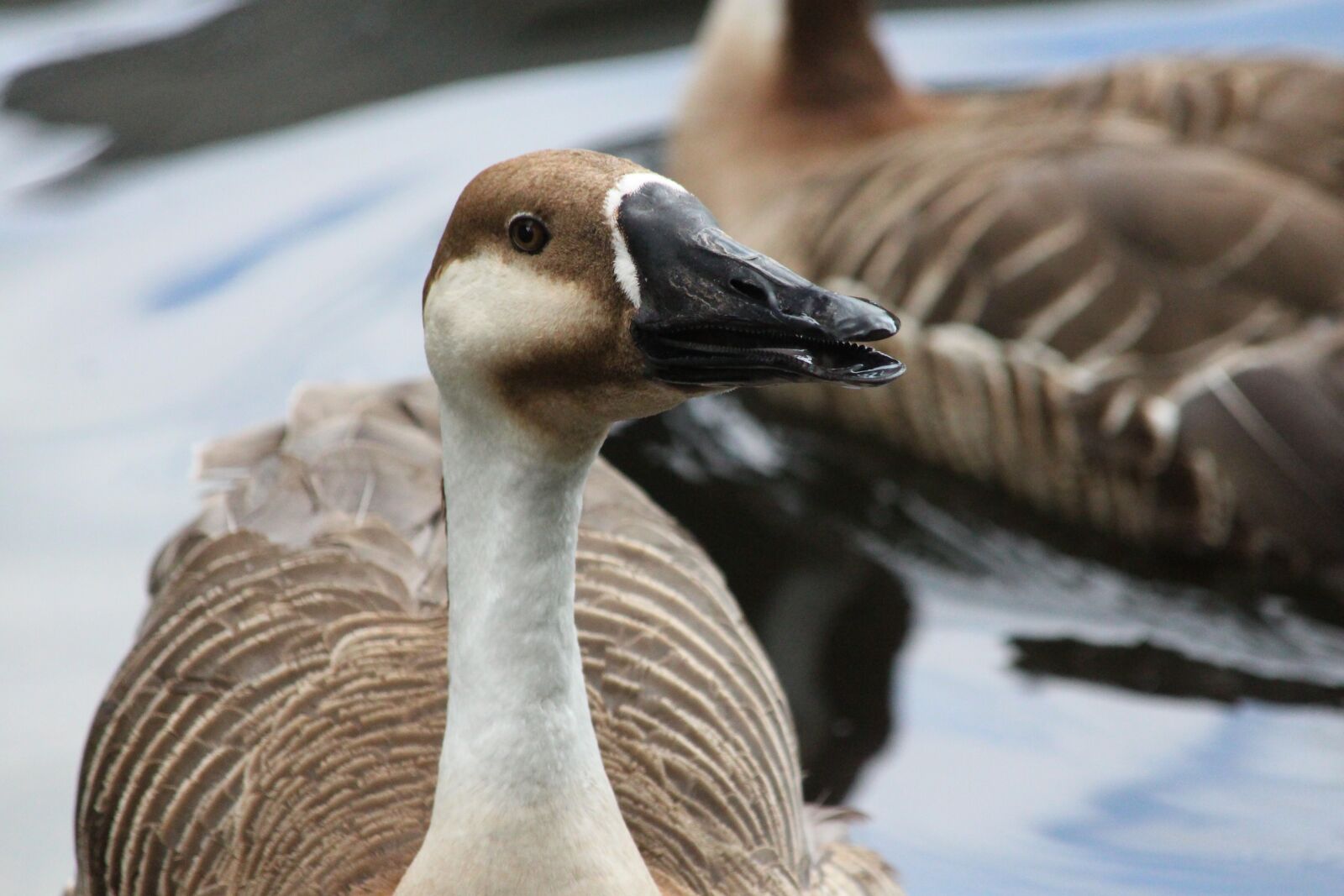 Canon EOS 650D (EOS Rebel T4i / EOS Kiss X6i) sample photo. Suhonos, goose, bird photography