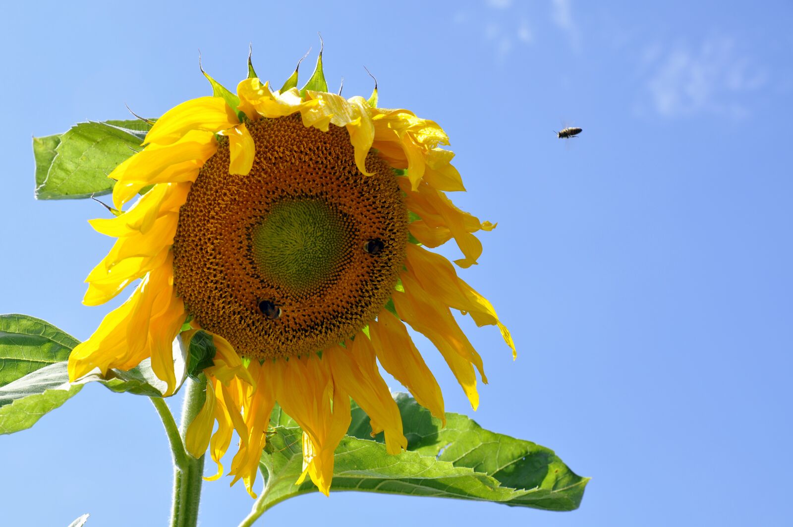Nikon D5000 sample photo. Sunflower, sky, plant photography